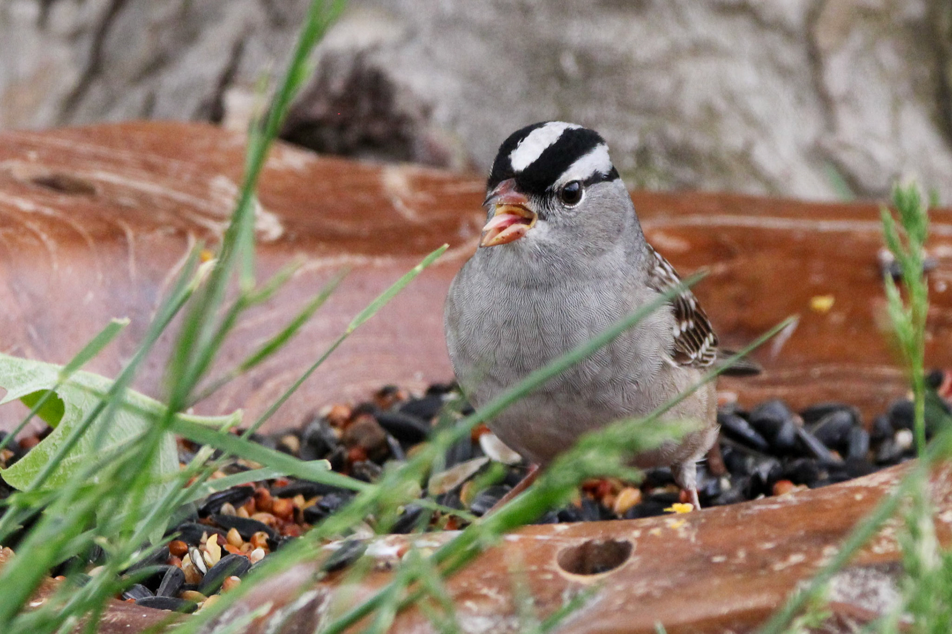 White-crowned Sparrow
