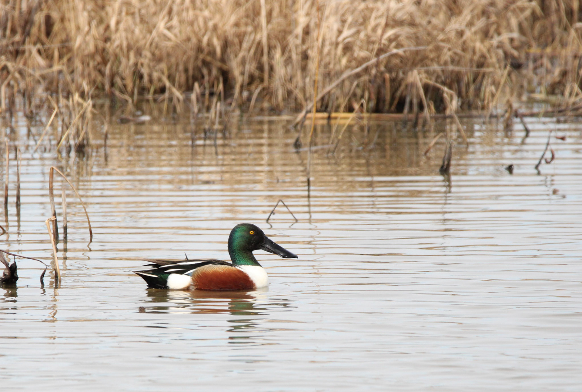 Northern Shoveler
