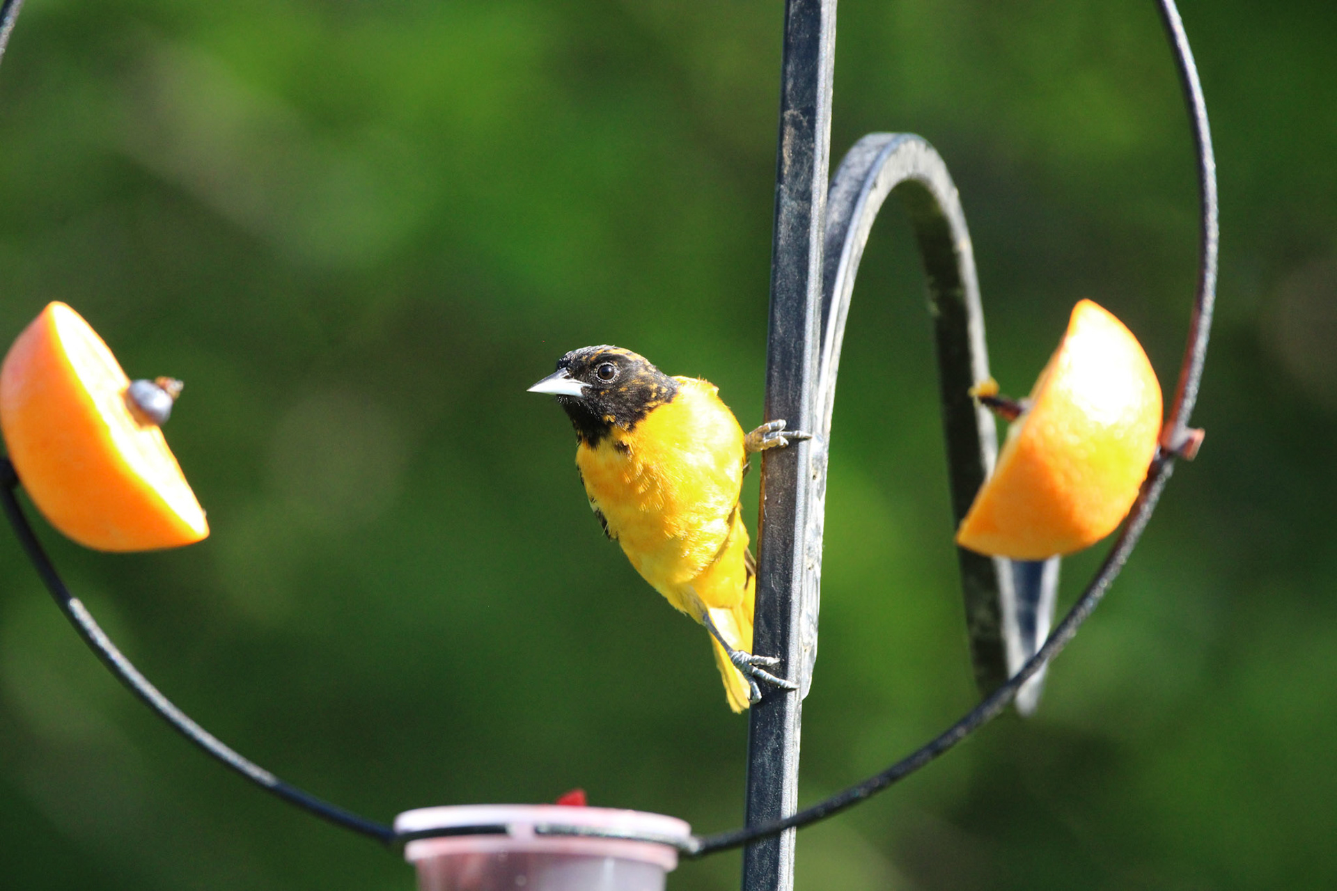 Baltimore Oriole