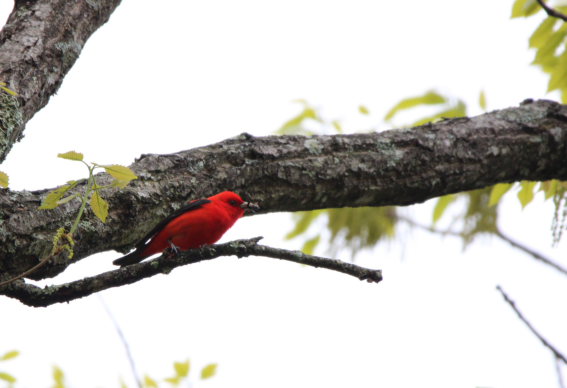 Scarlet Tanager