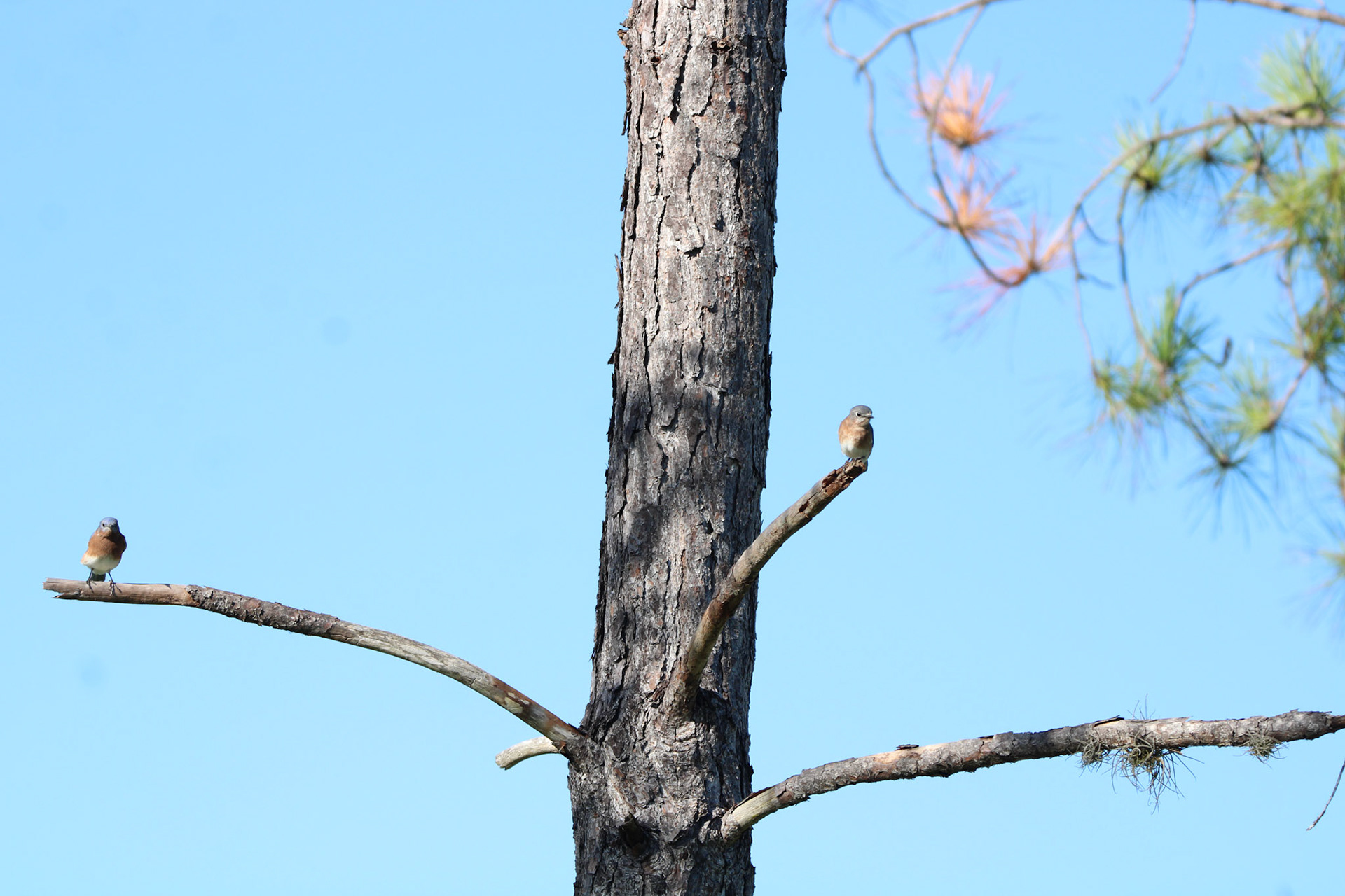Eastern Bluebird