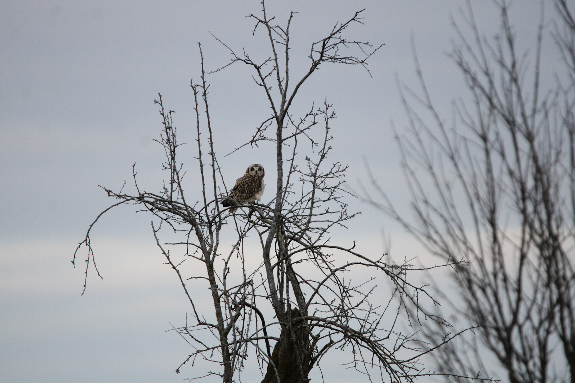 Short-eared Owl