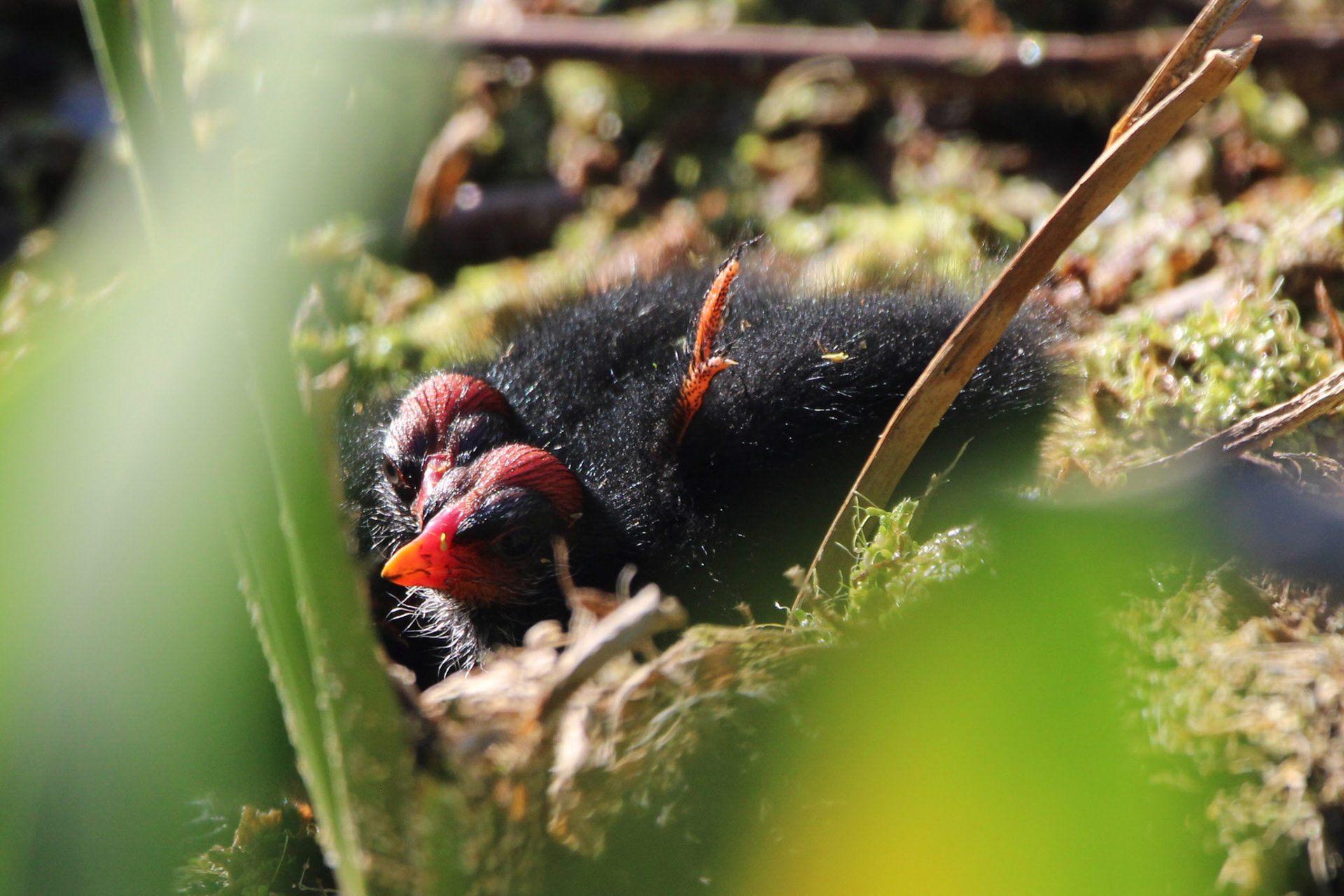 Common Gallinule - Green Cay Wetlands