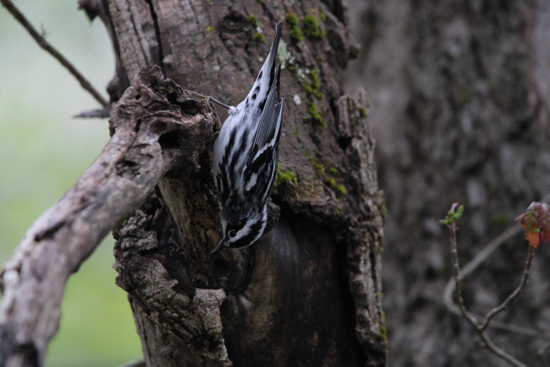 Black-and-white Warbler
