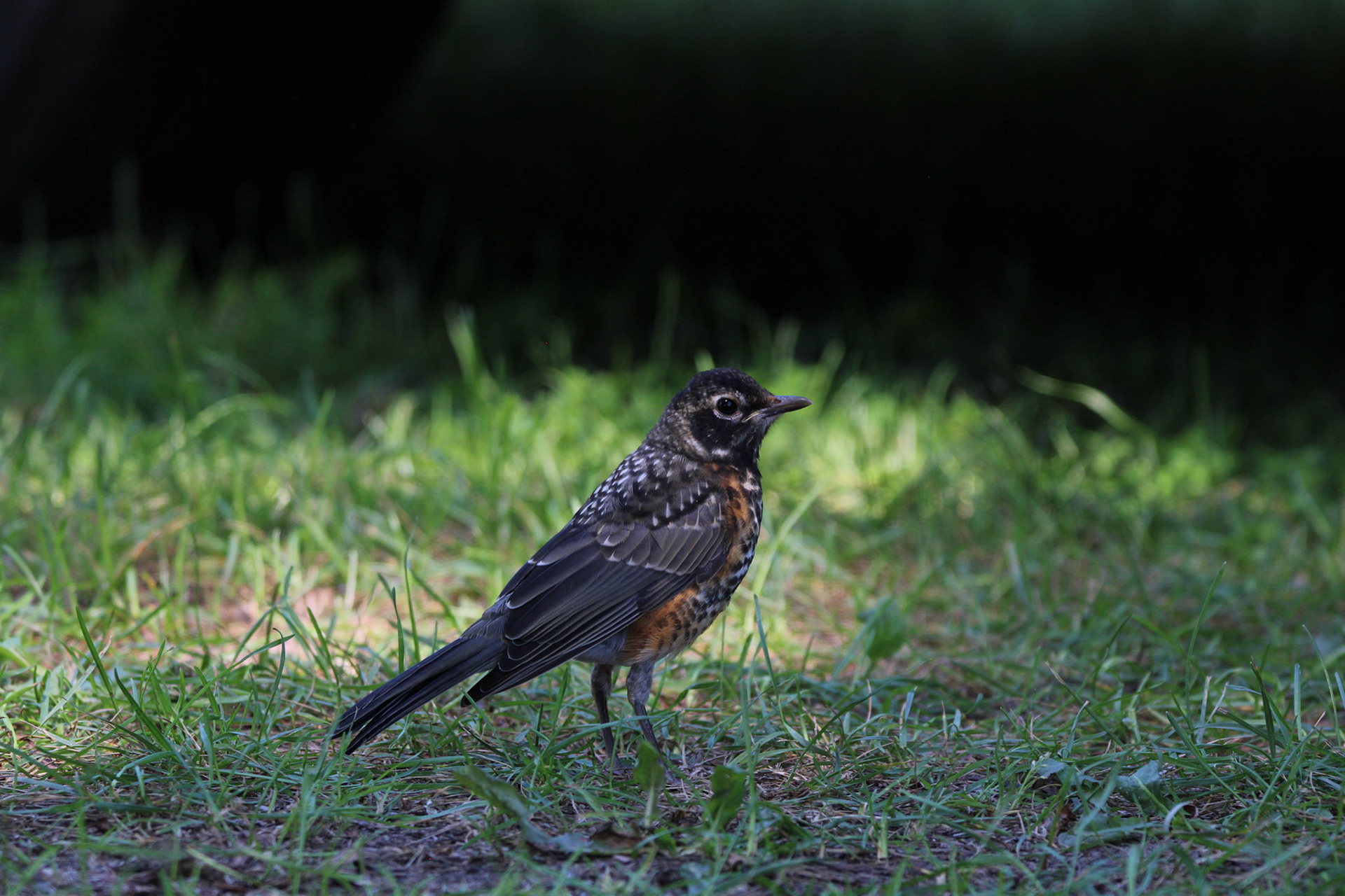 American Robin