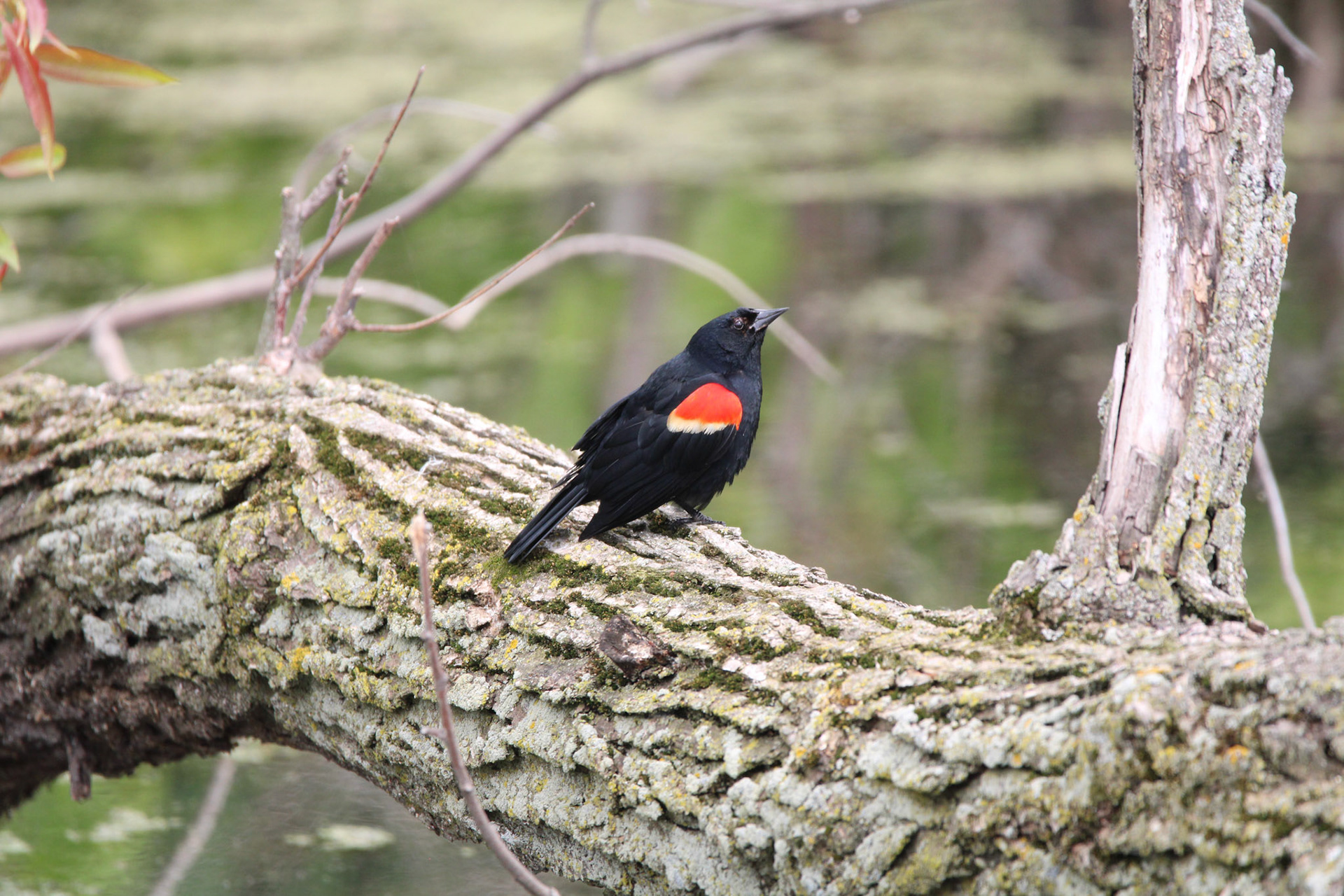 Red-winged Blackbird