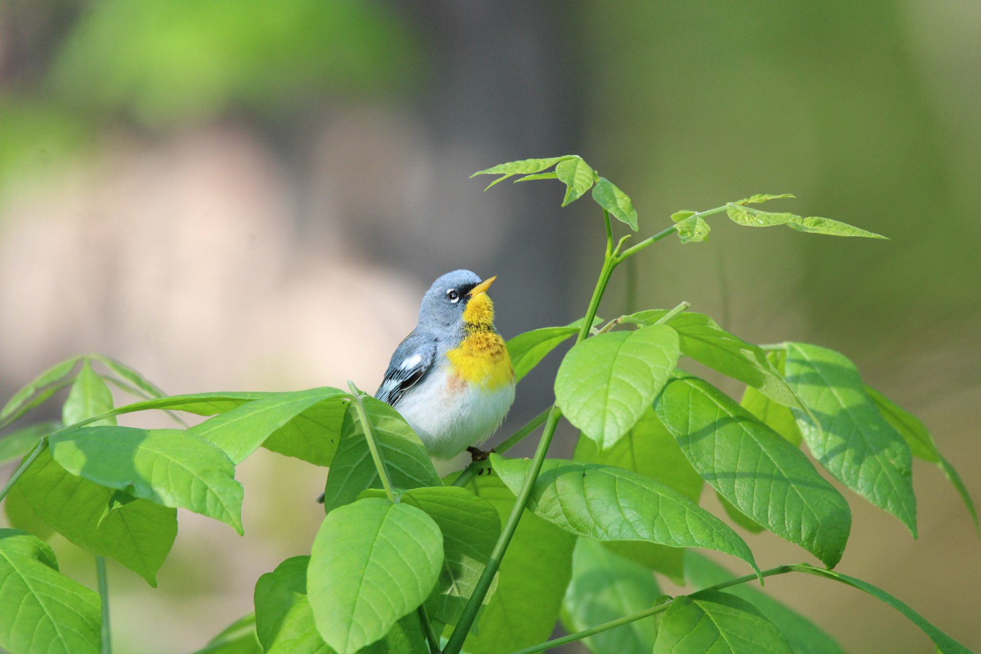Northern Parula