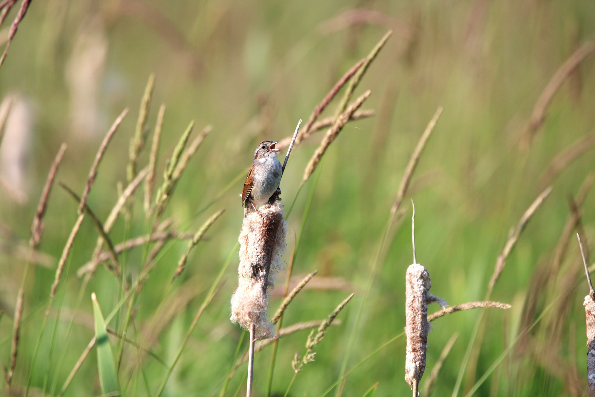 Swamp Sparrow