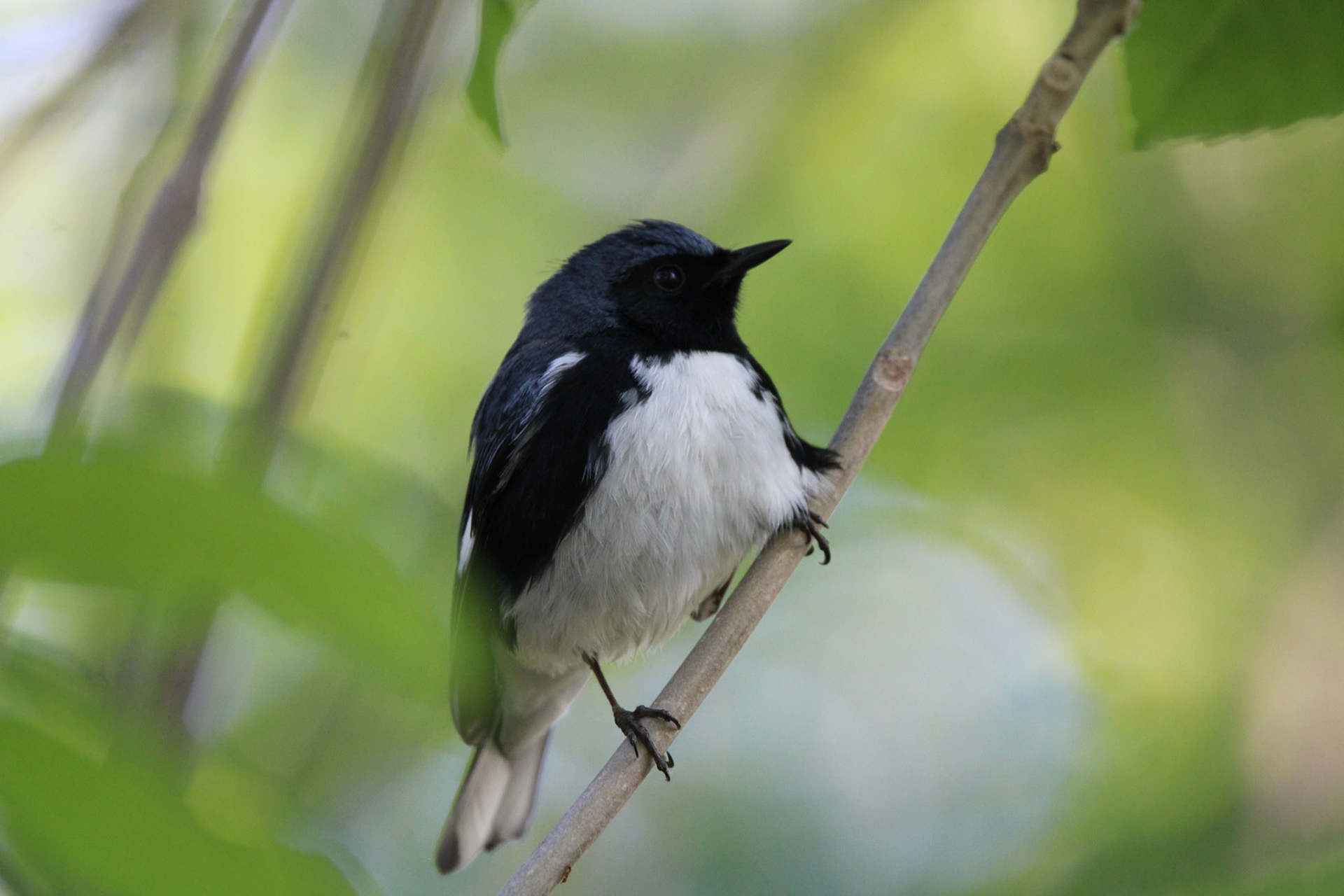 Black-throated Blue Warbler