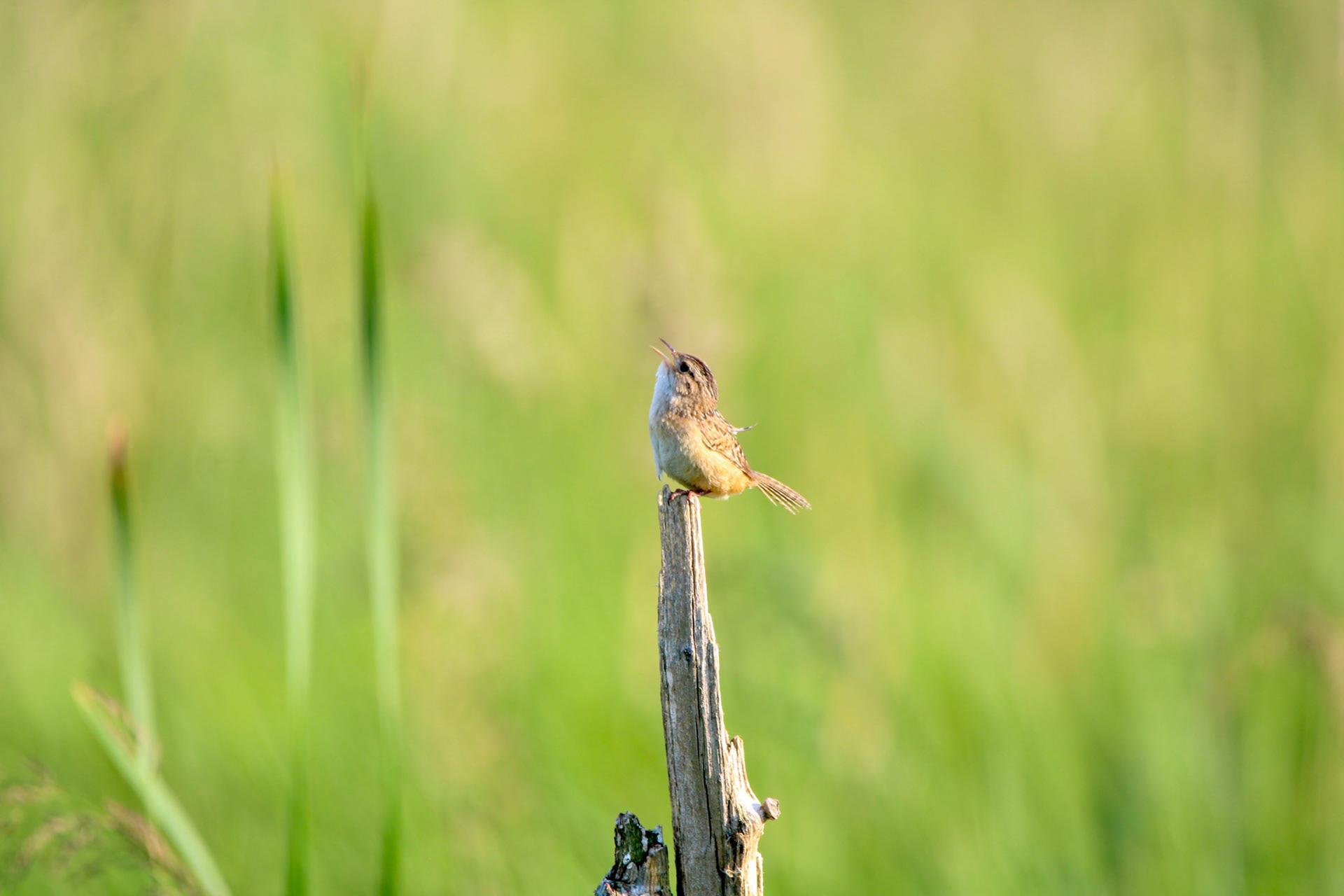 Sedge Wren