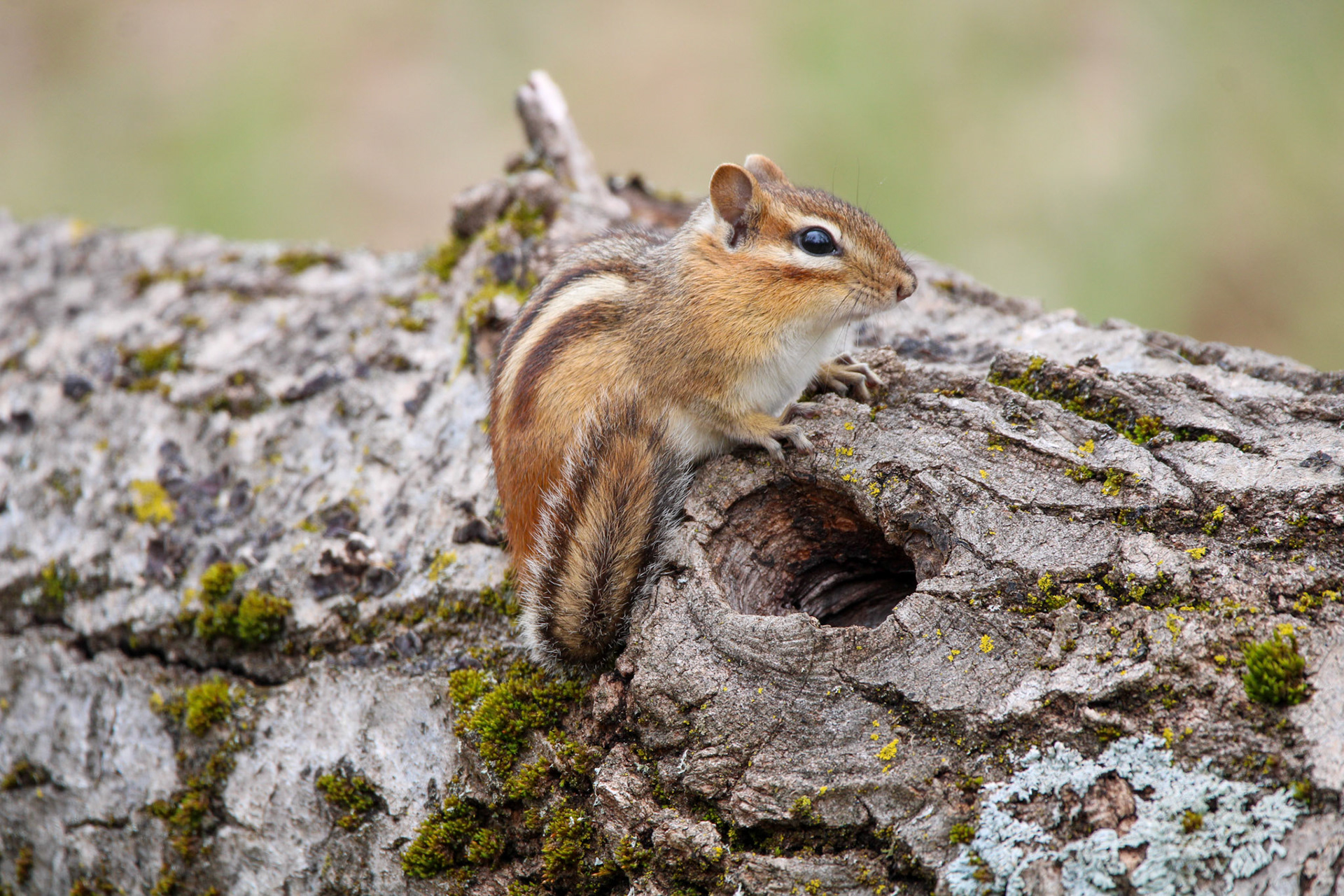 Eastern Chipmunk