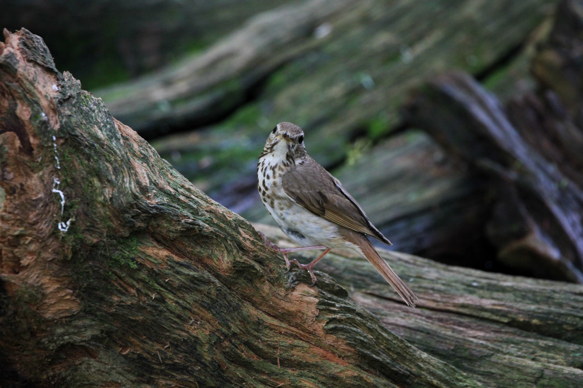 Hermit Thrush - Hartwick Pines State Park
