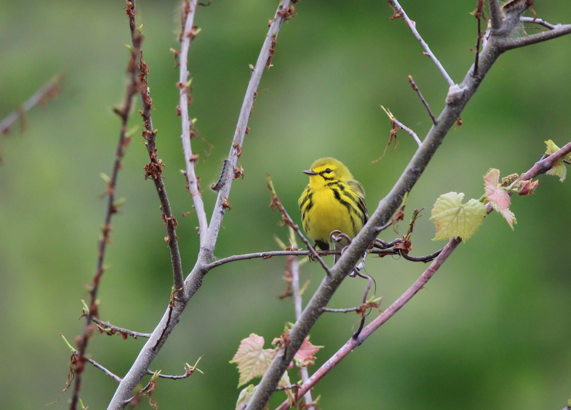 Prairie Warbler