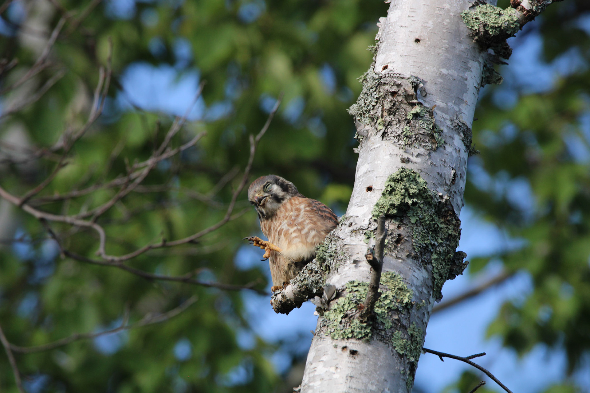 American Kestrel - Shipwreck Creek Campground
