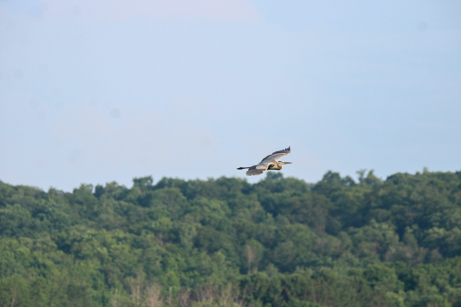 Great Blue Heron
