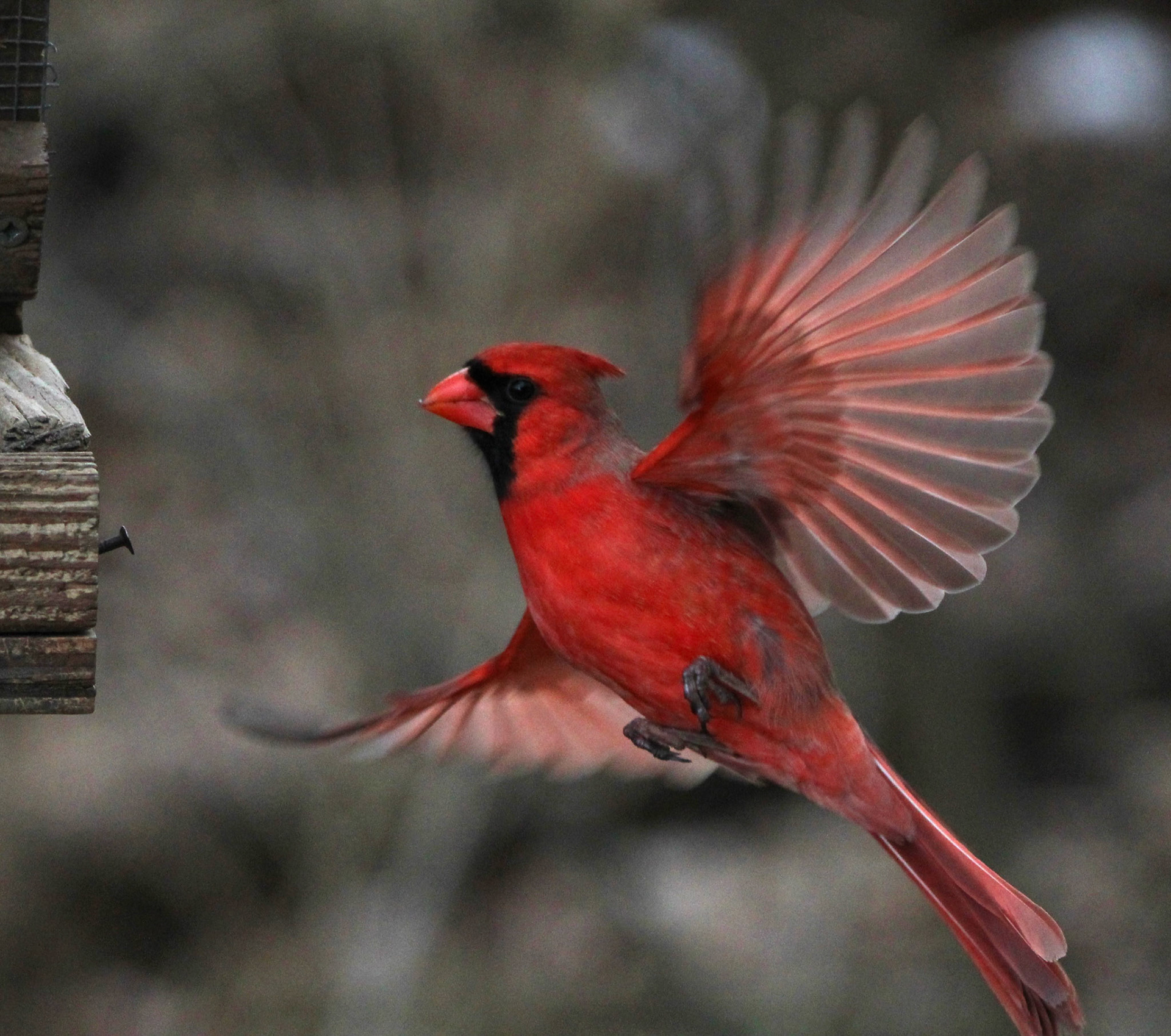 Northern Cardinal
