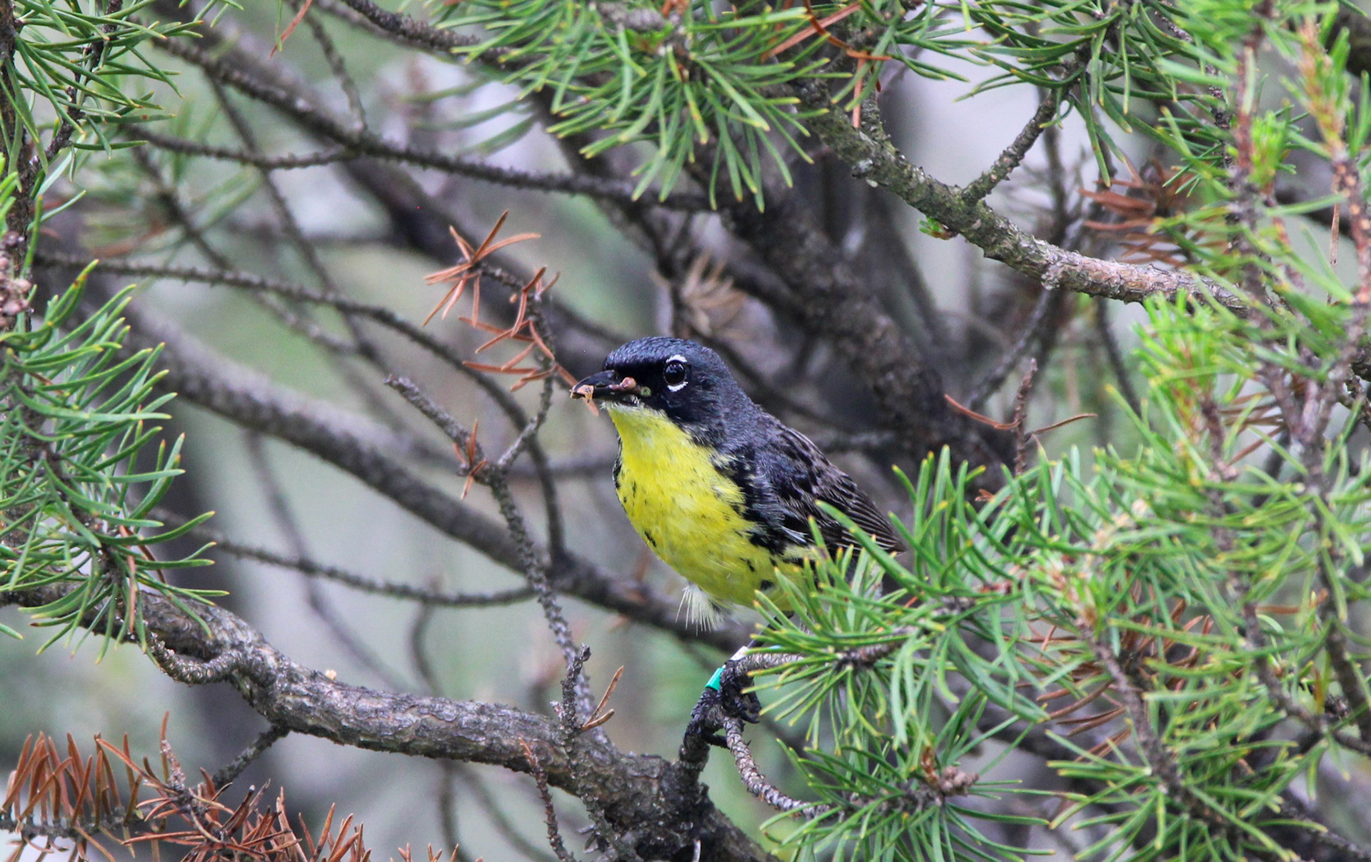 Kirtland's Warbler - Huron National Forest