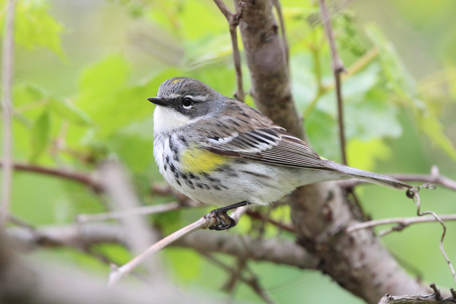 Yellow-rumped Warbler