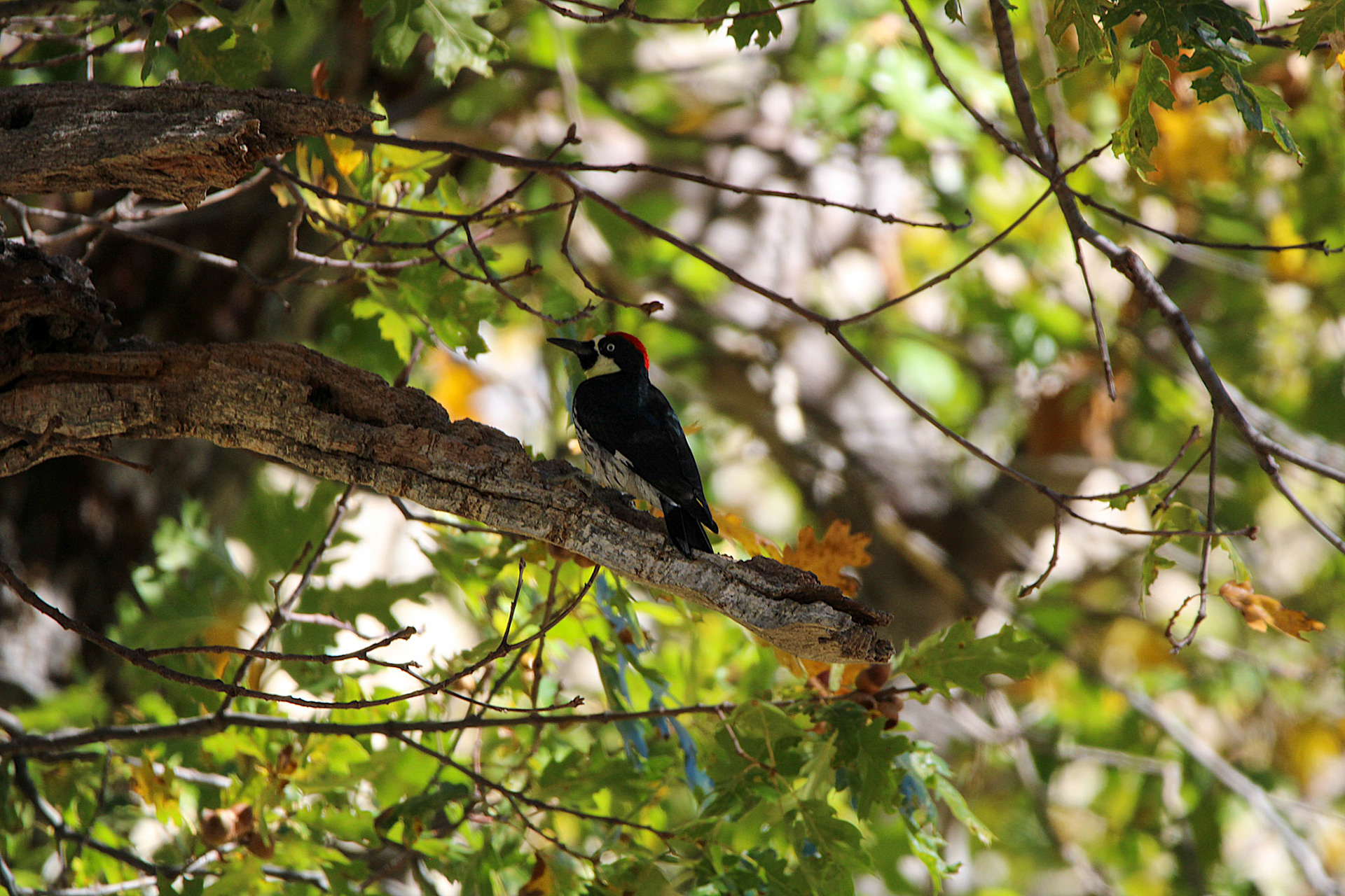 Acorn Woodpecker - Yosemite Valley