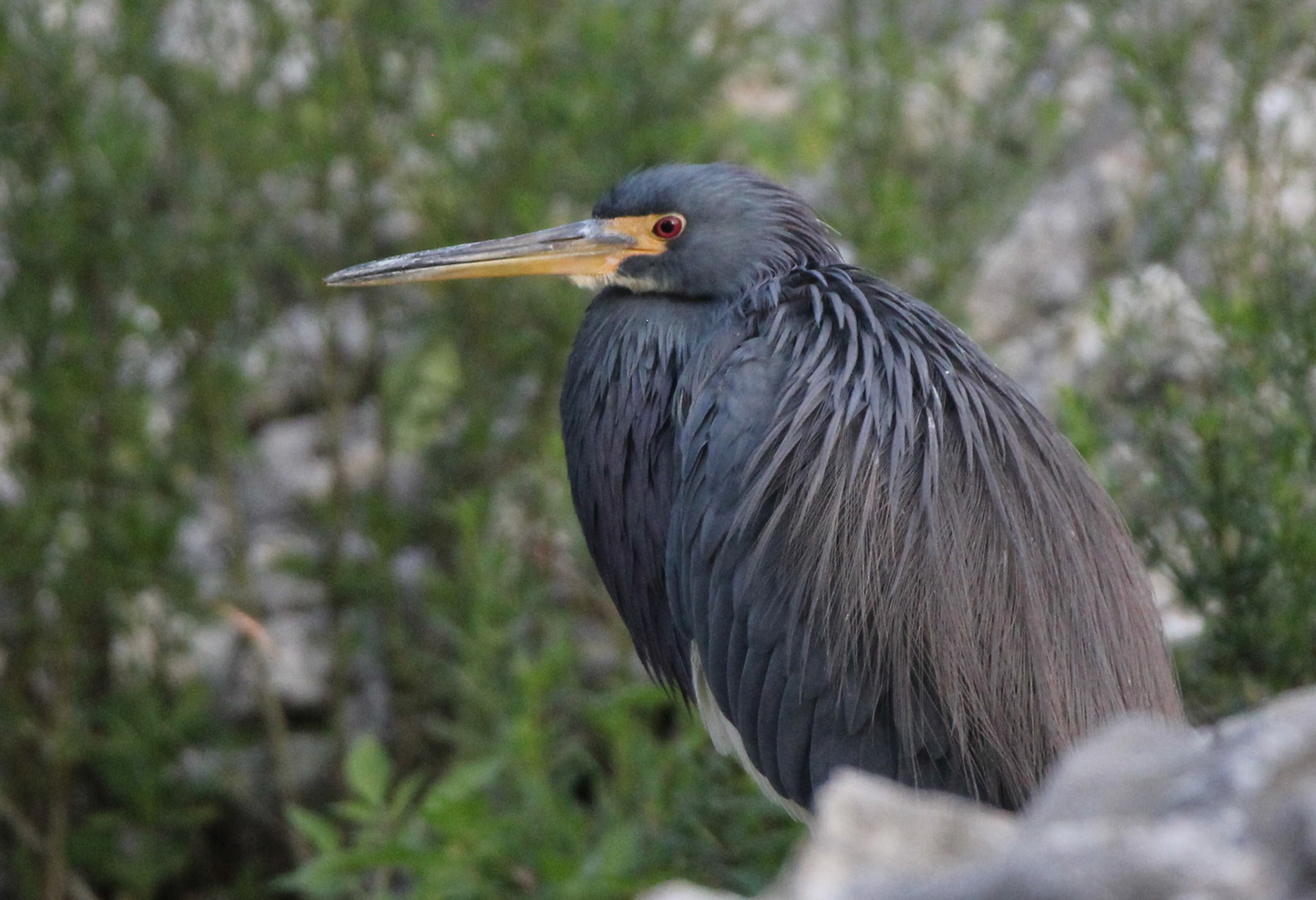 Tri-colored Heron