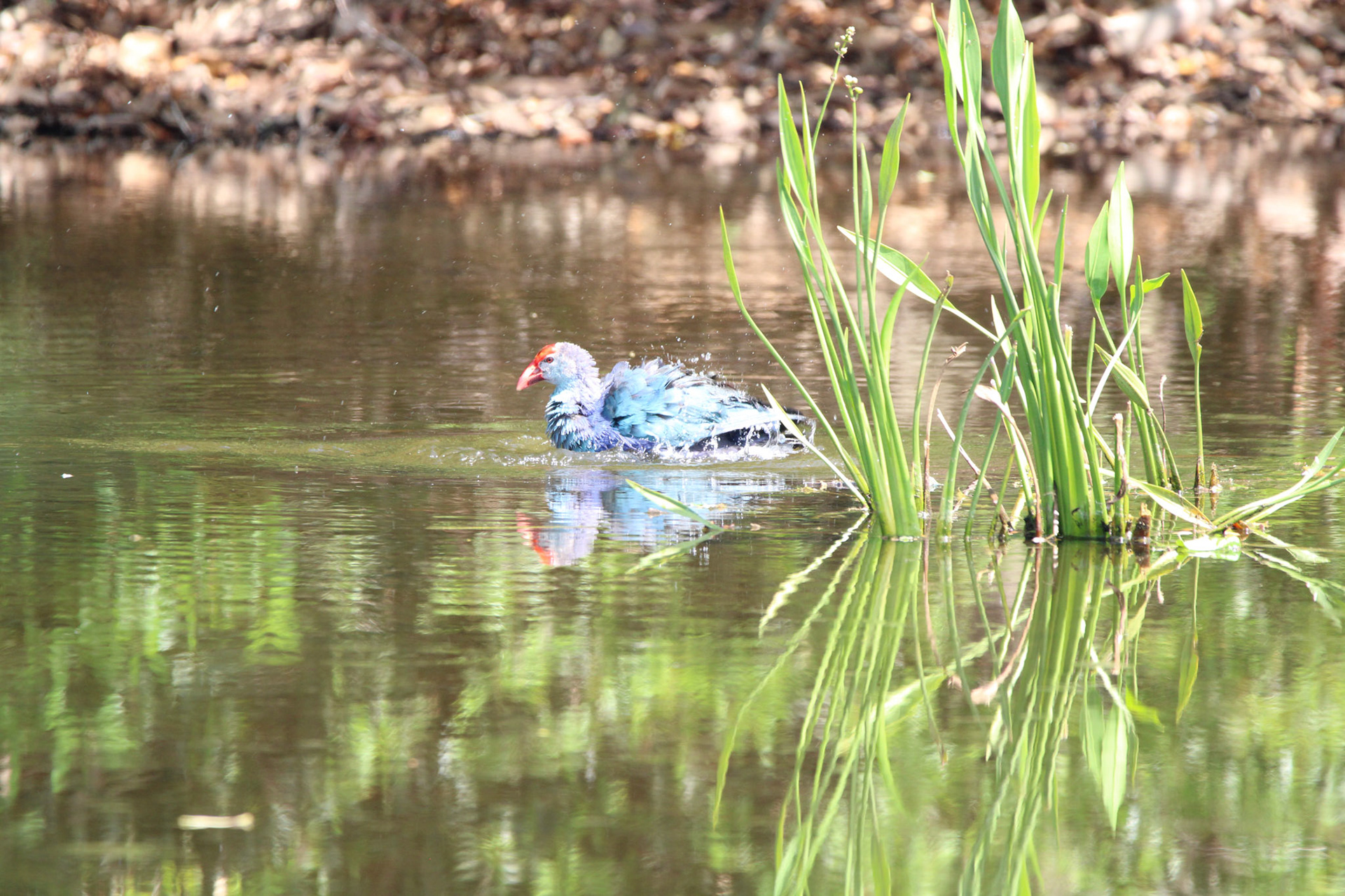 Gray-headed Swamphen - Wakodahatchee Wetlands