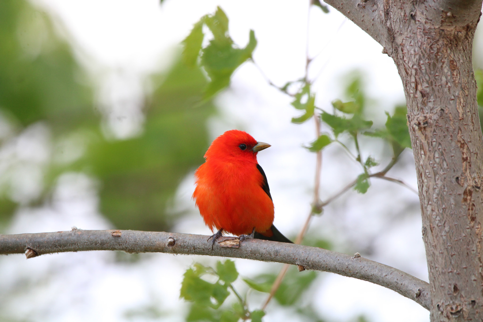Scarlet Tanager