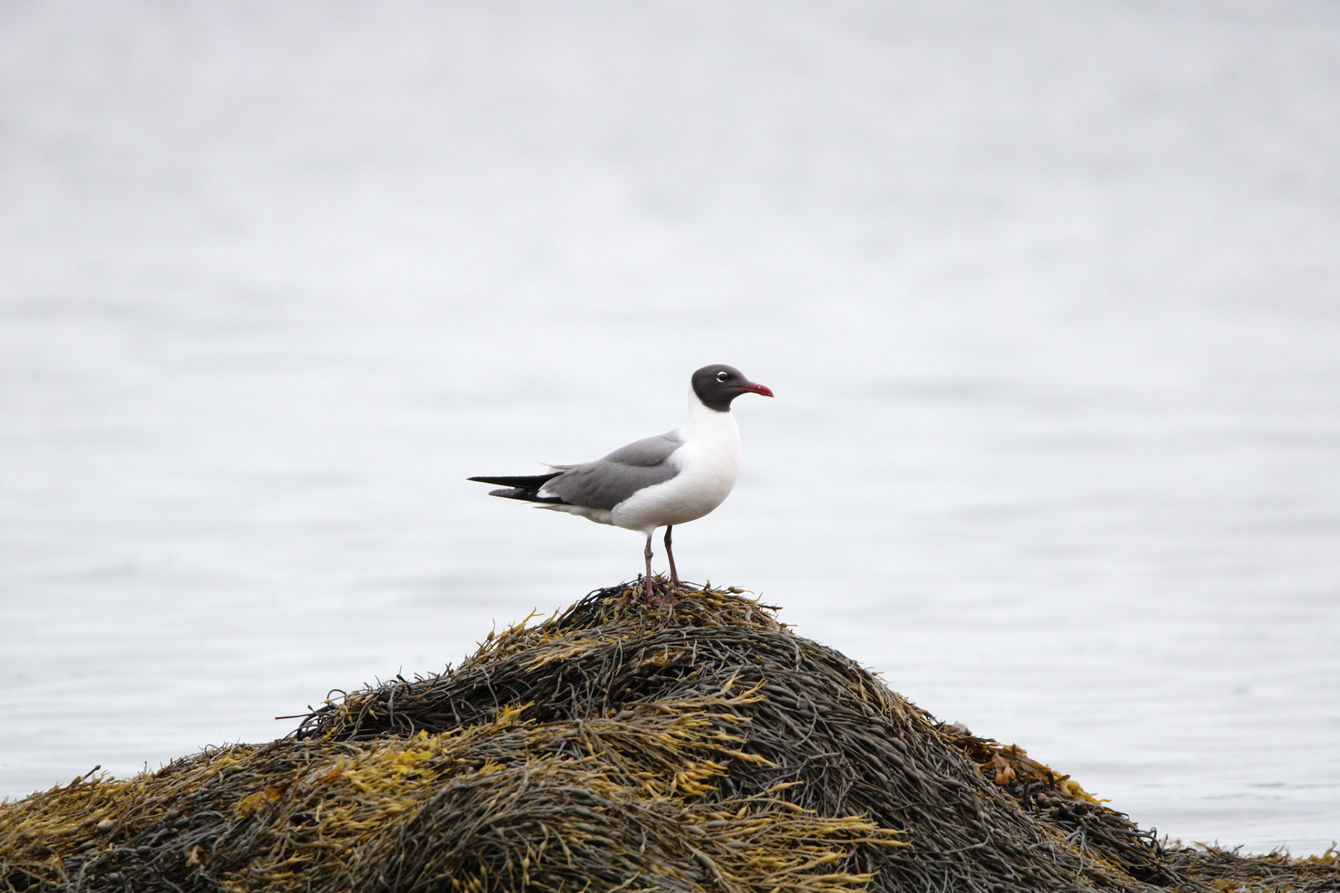 Laughing Gull