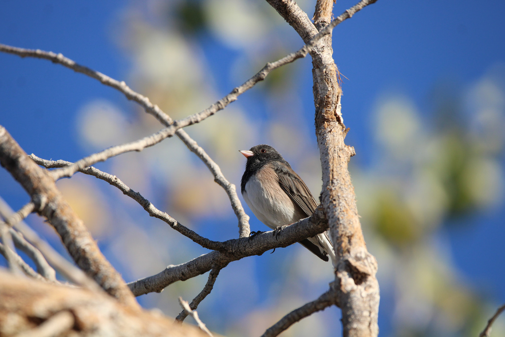 Dark-eyed Junco