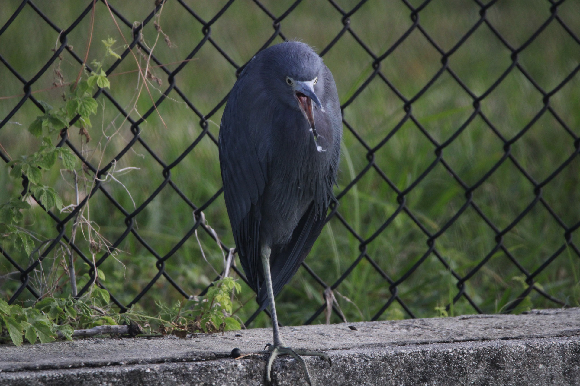 Little Blue Heron