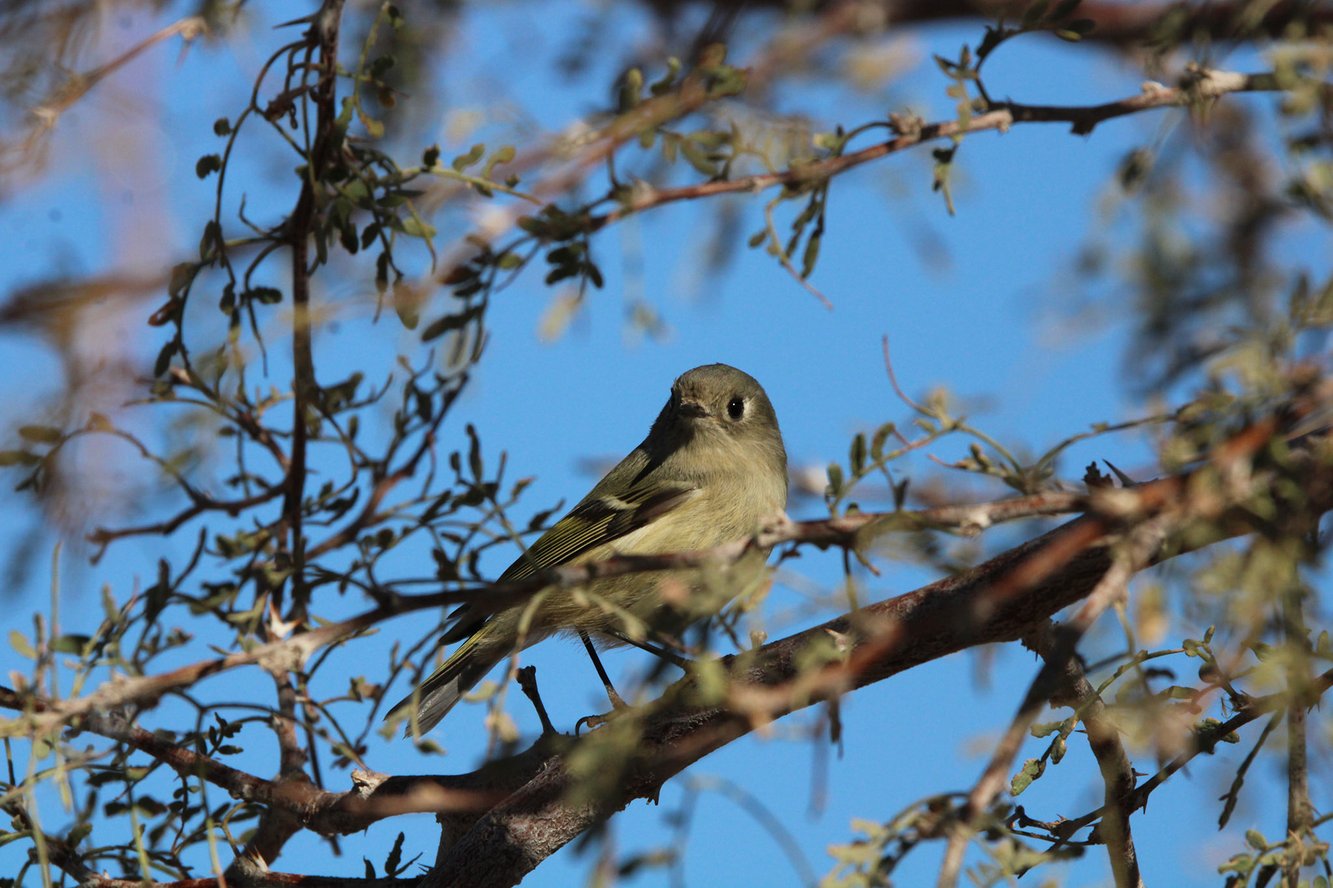 Ruby-crowned Kinglet