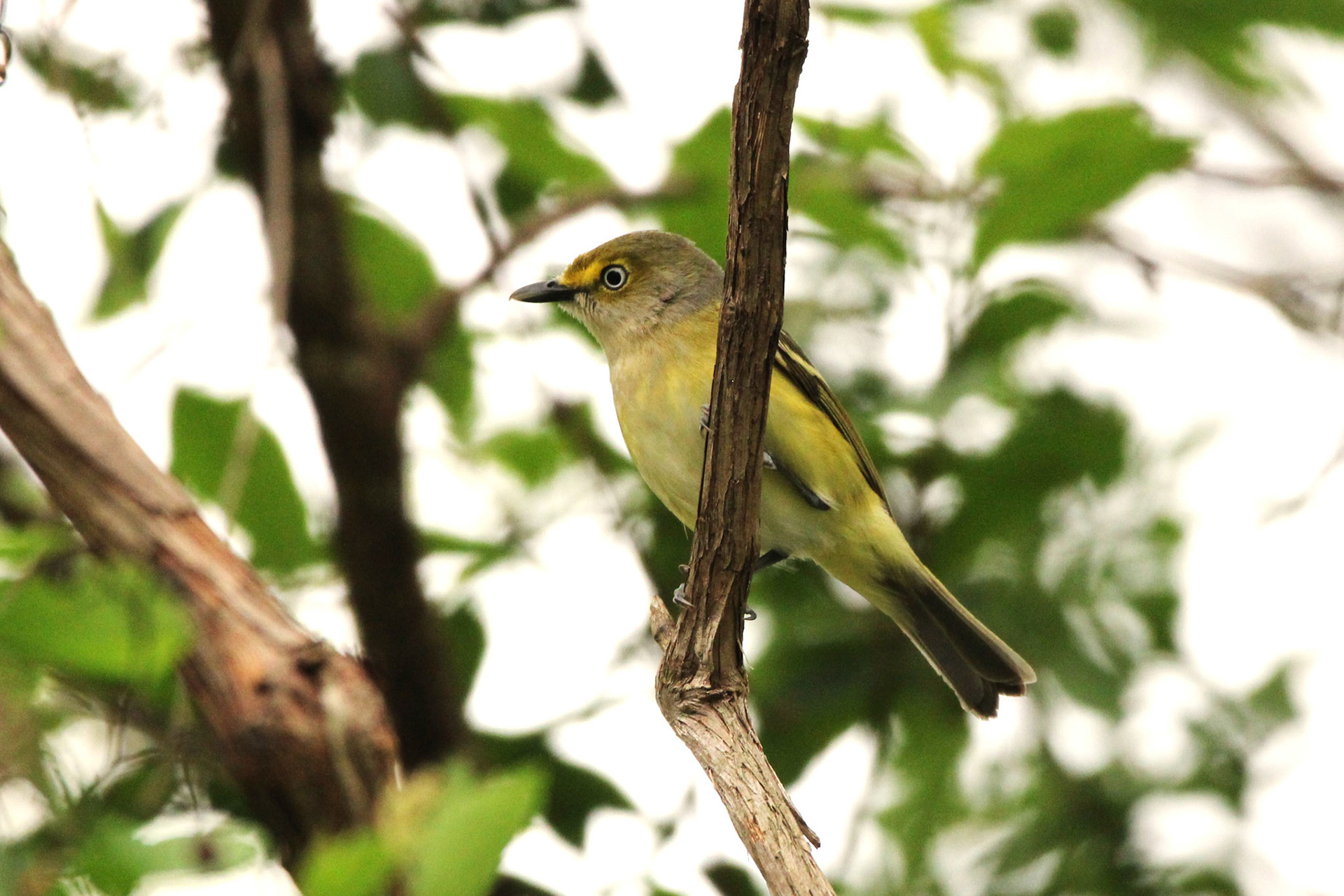 White-eyed Vireo