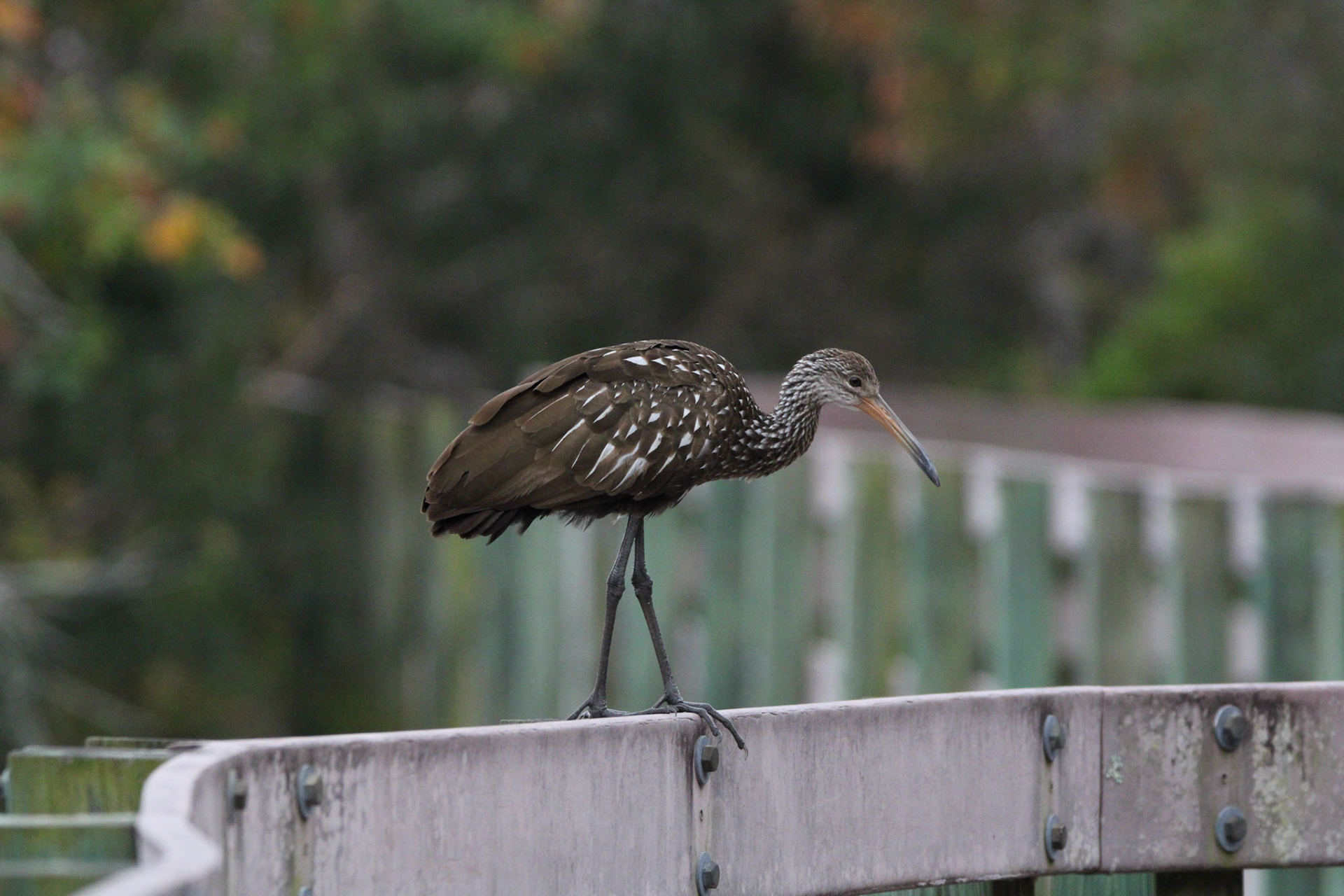 Limpkin