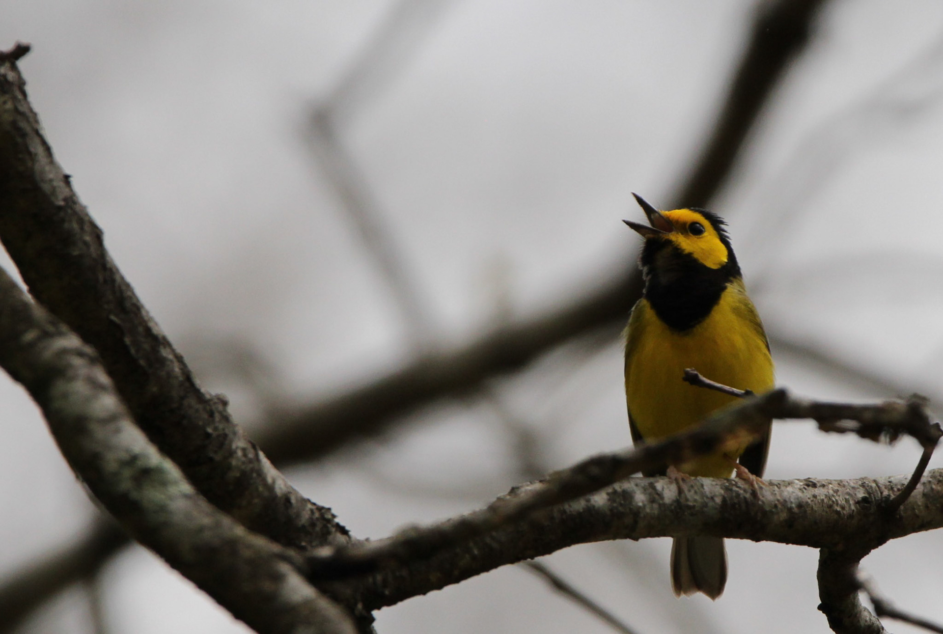 Hooded Warbler