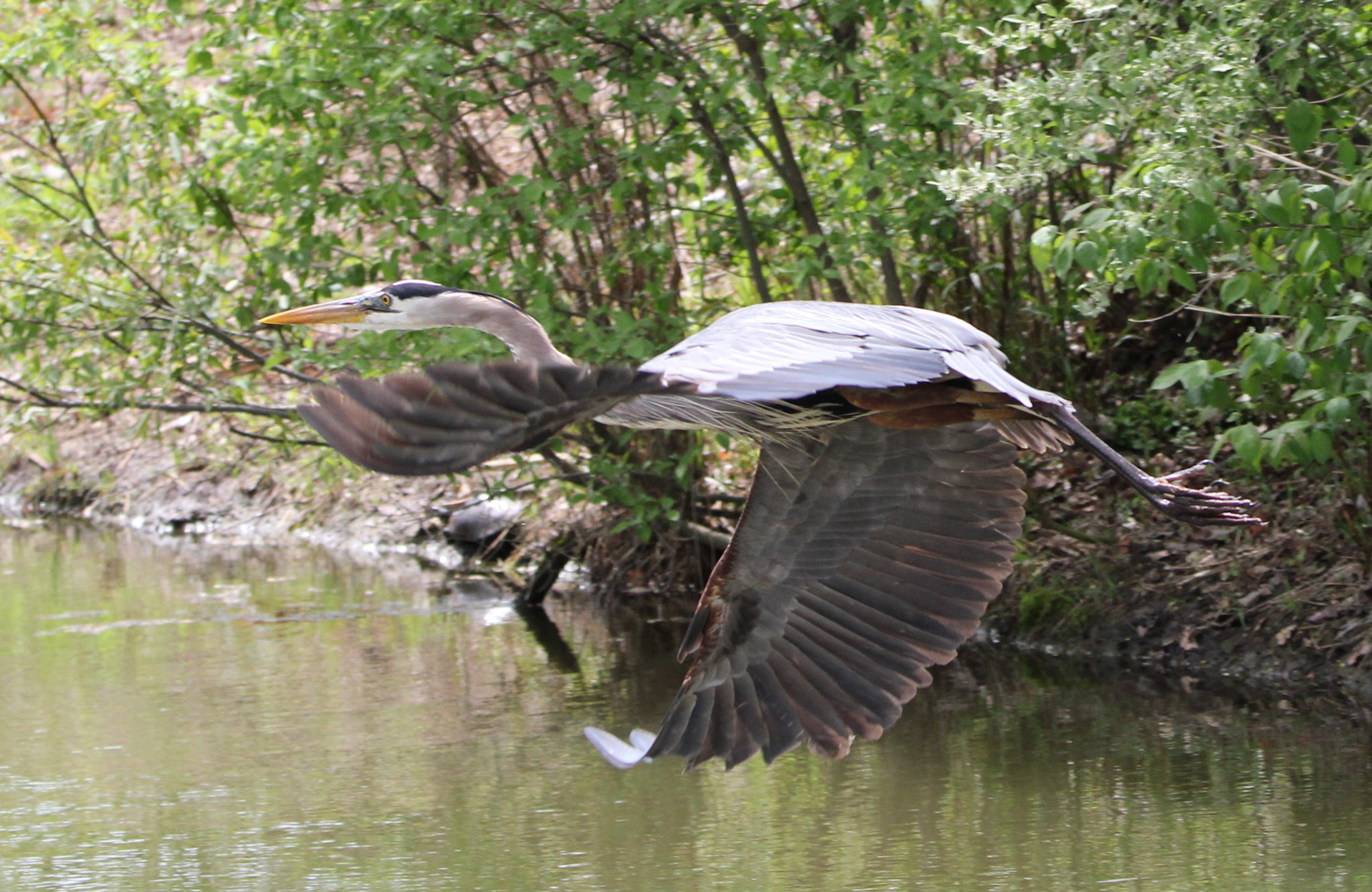 Great Blue Heron