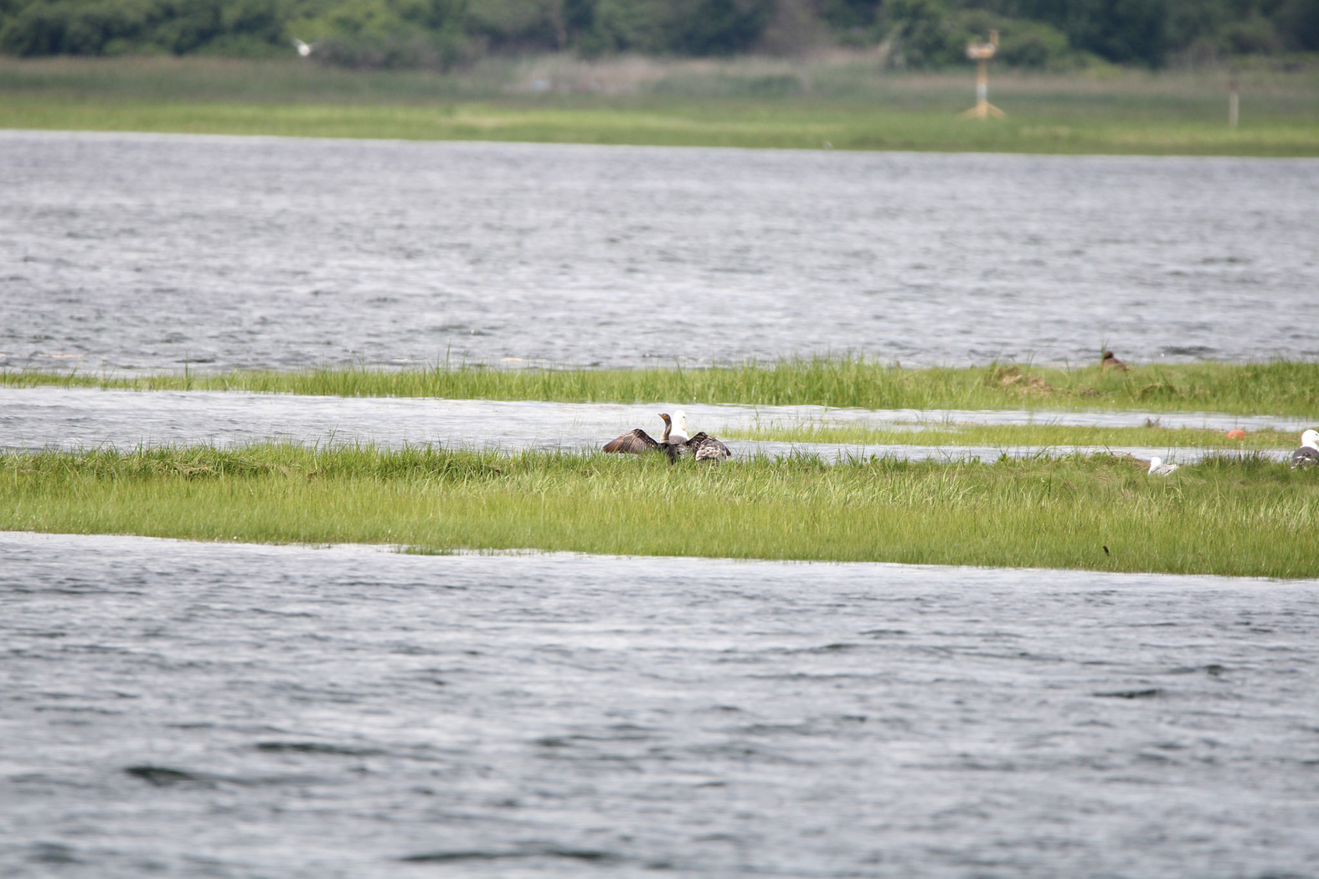 Double-crested Cormorant
