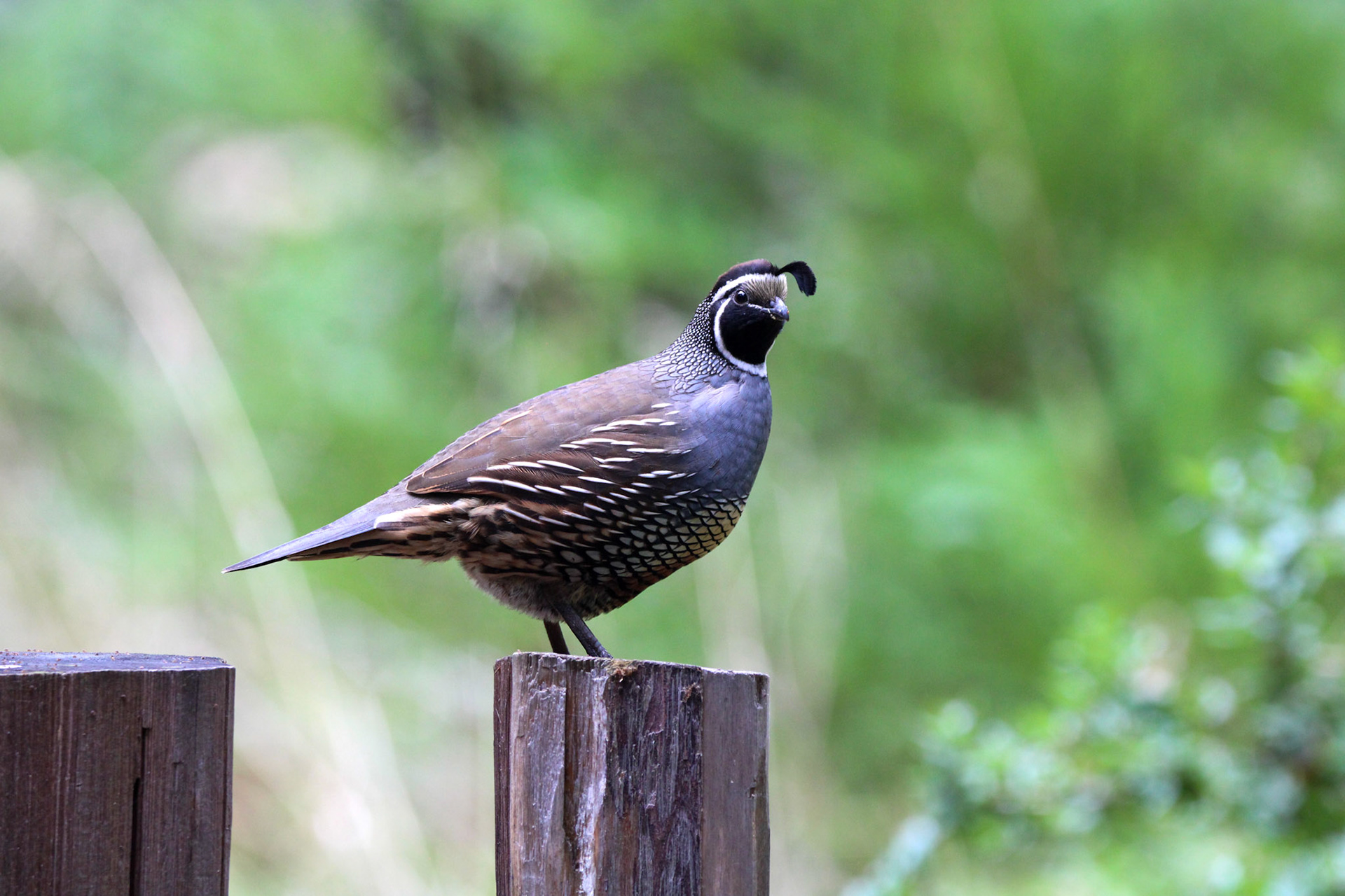 California Quail- Big Basin Redwoods State Park