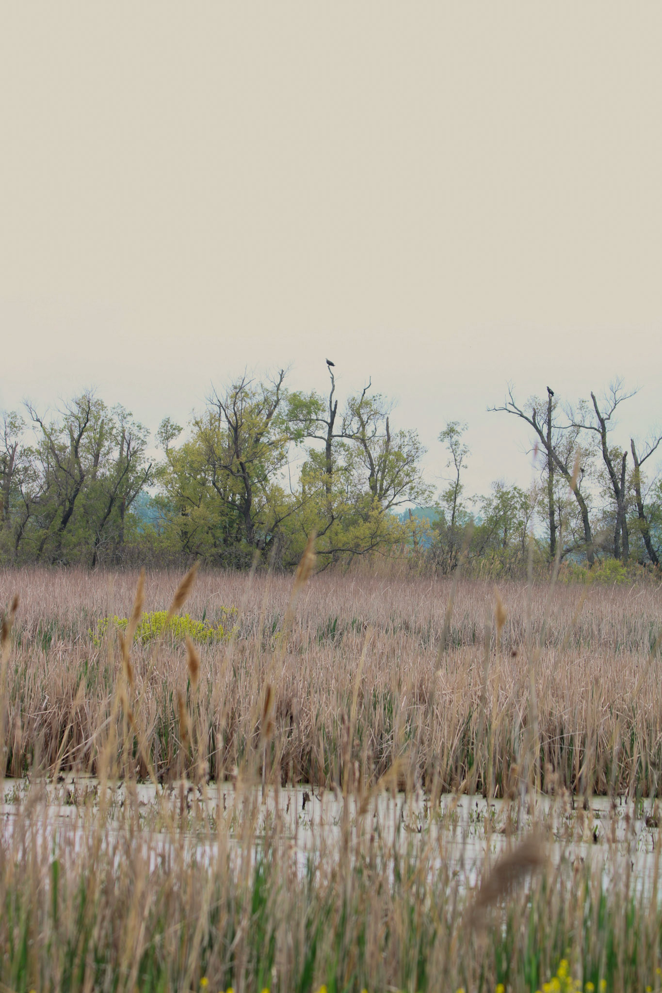 Bald Eagles