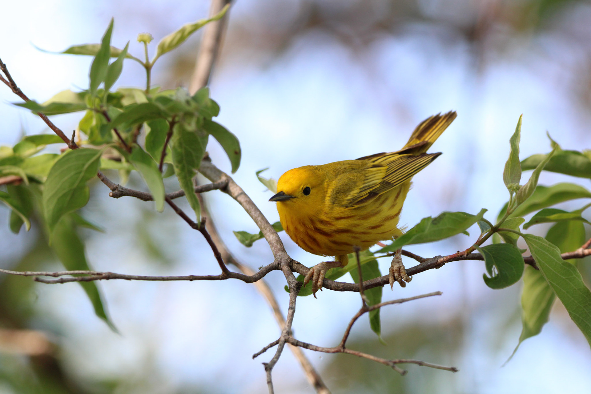 Northern Yellow Warbler