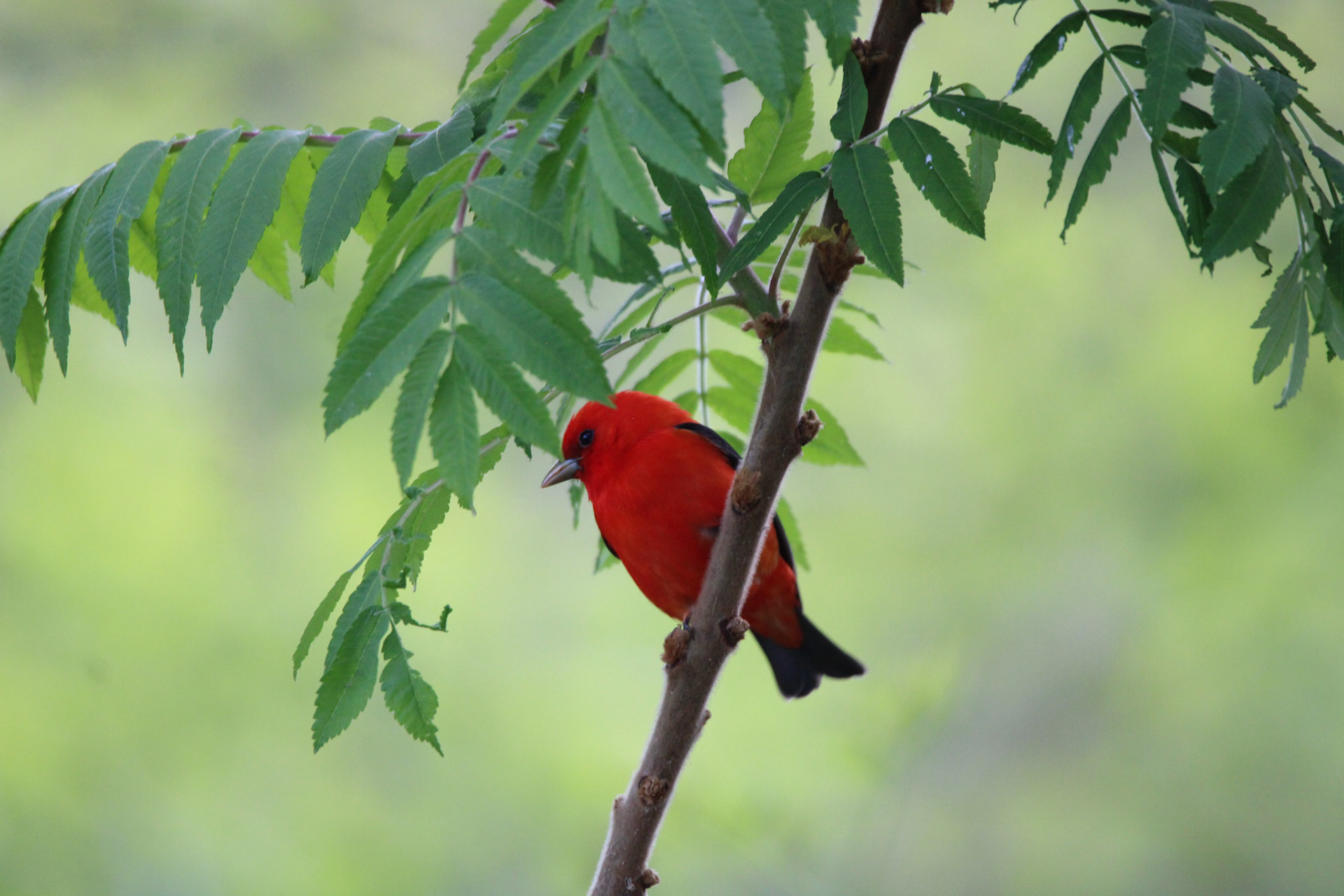 Scarlet Tanager