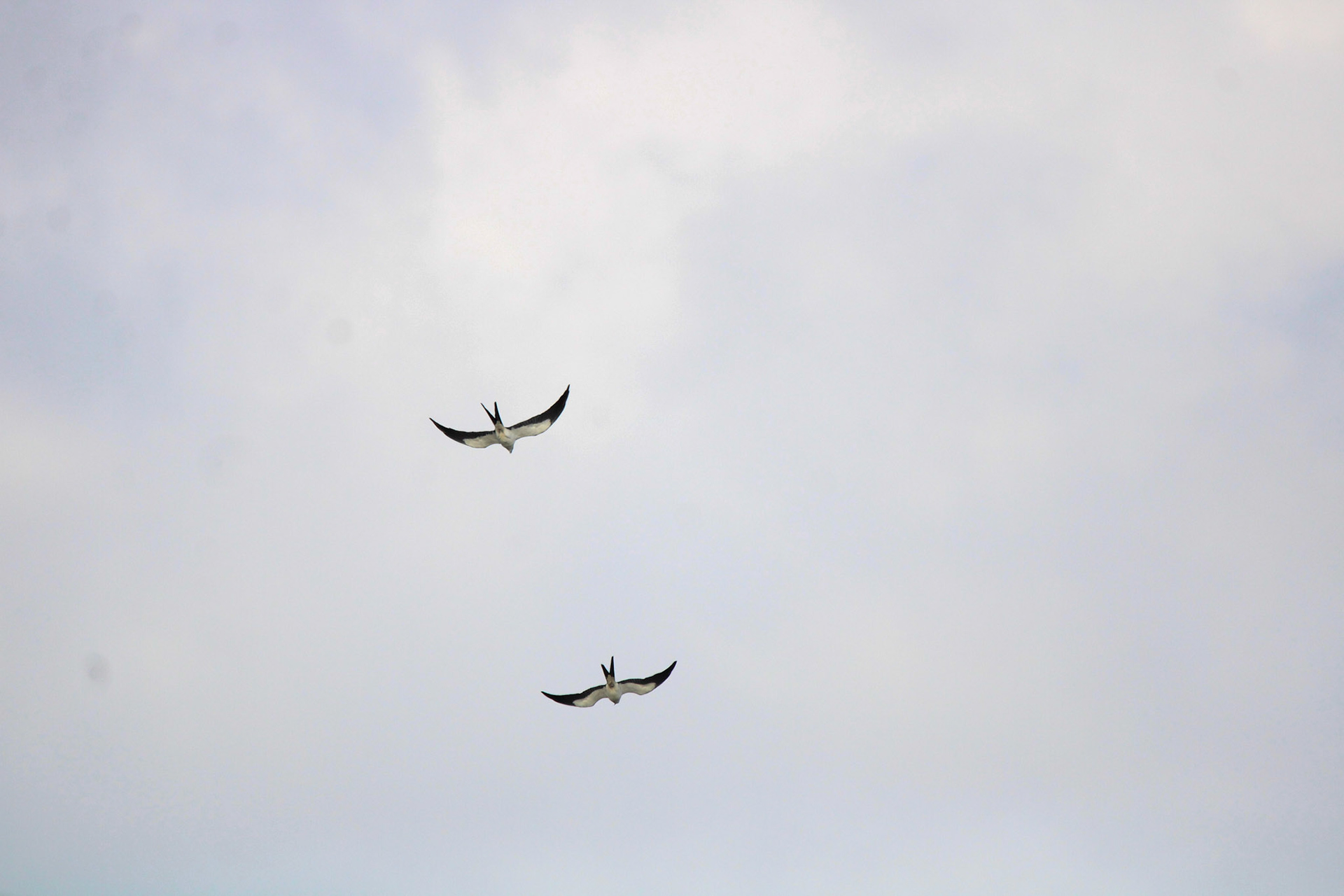 Swallow-tailed Kite - Anhinga Trail