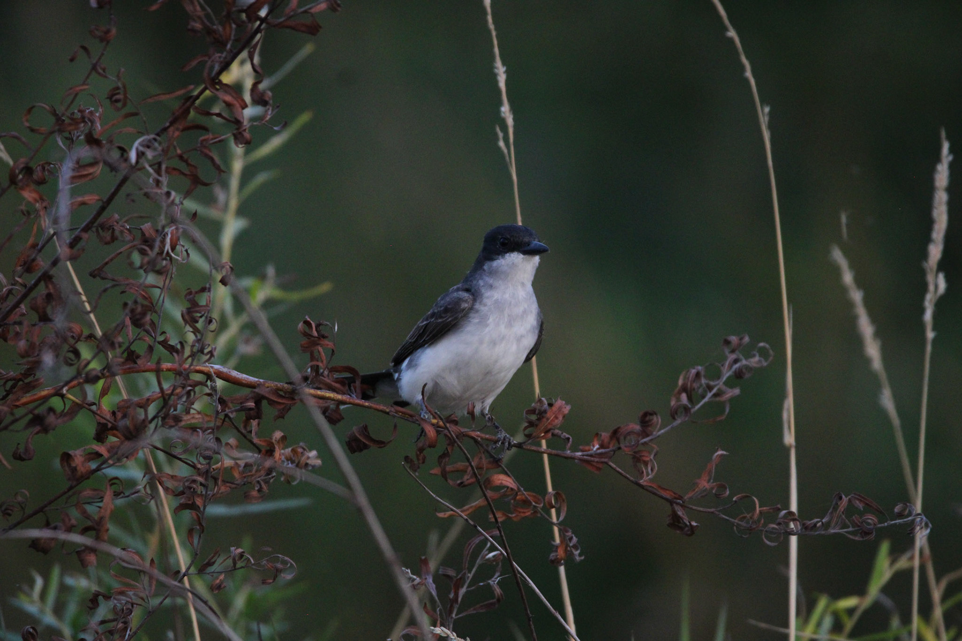 Eastern Kingbird