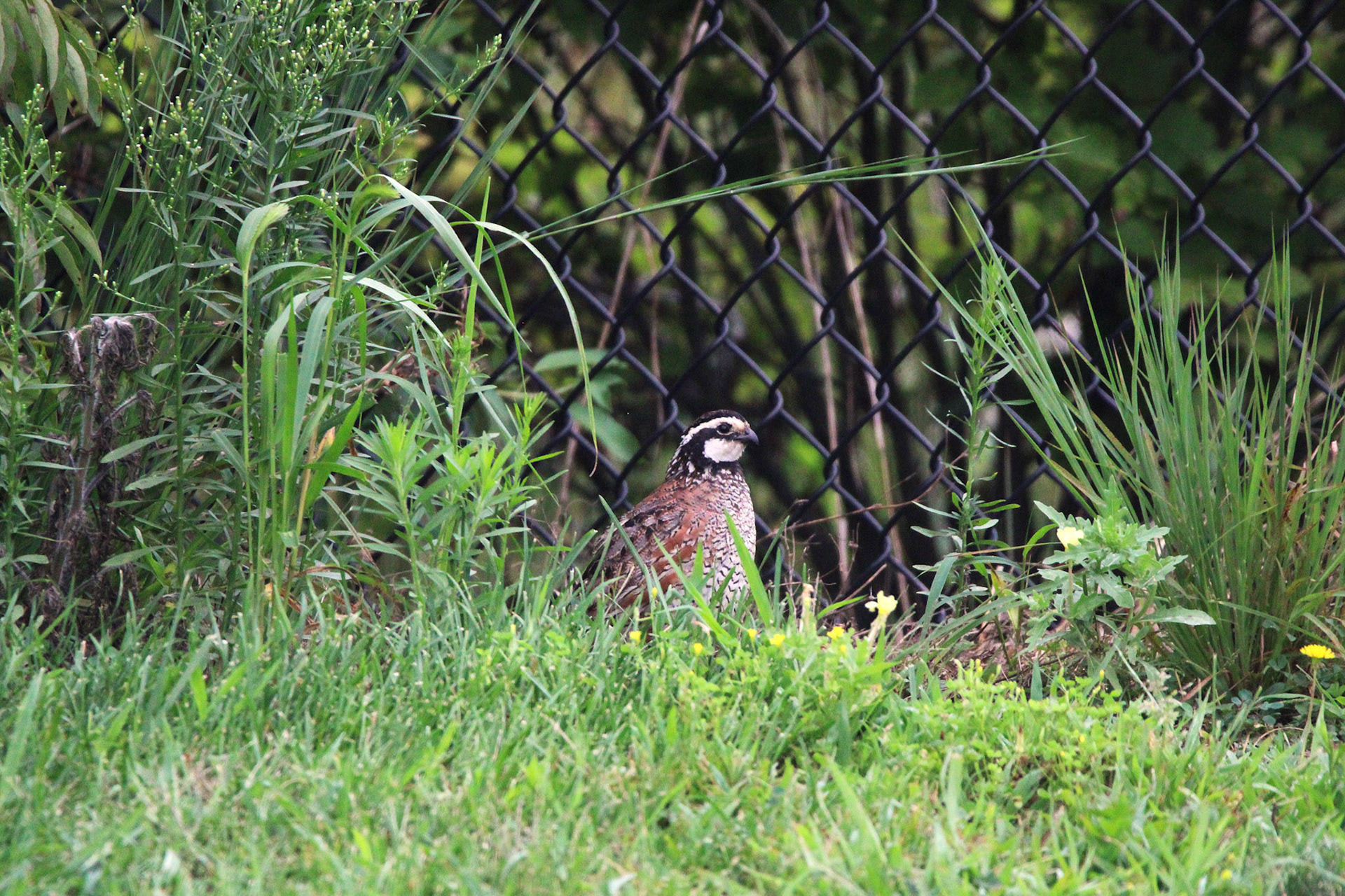 Northern Bobwhite Quail