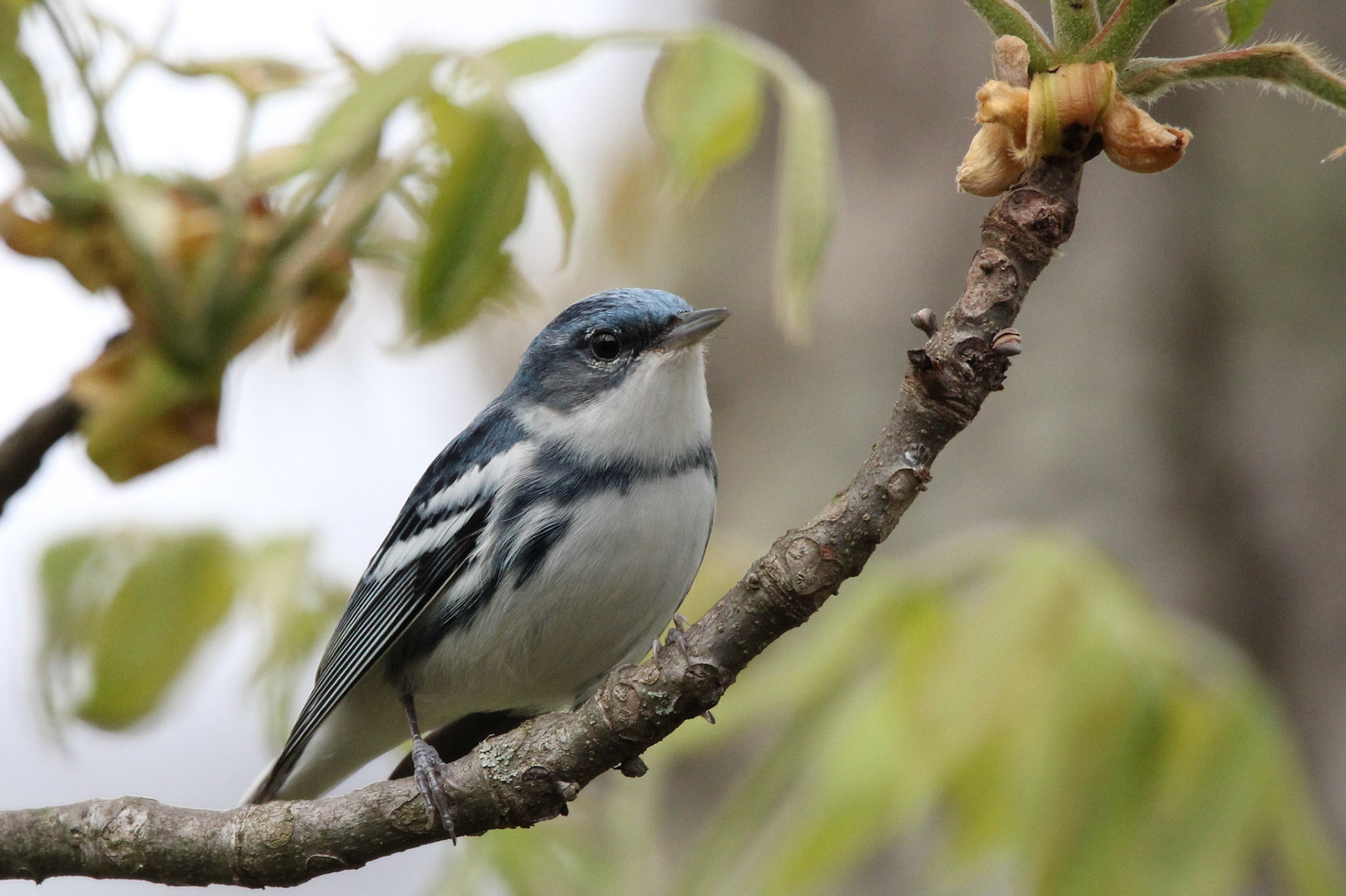 Cerulean Warbler