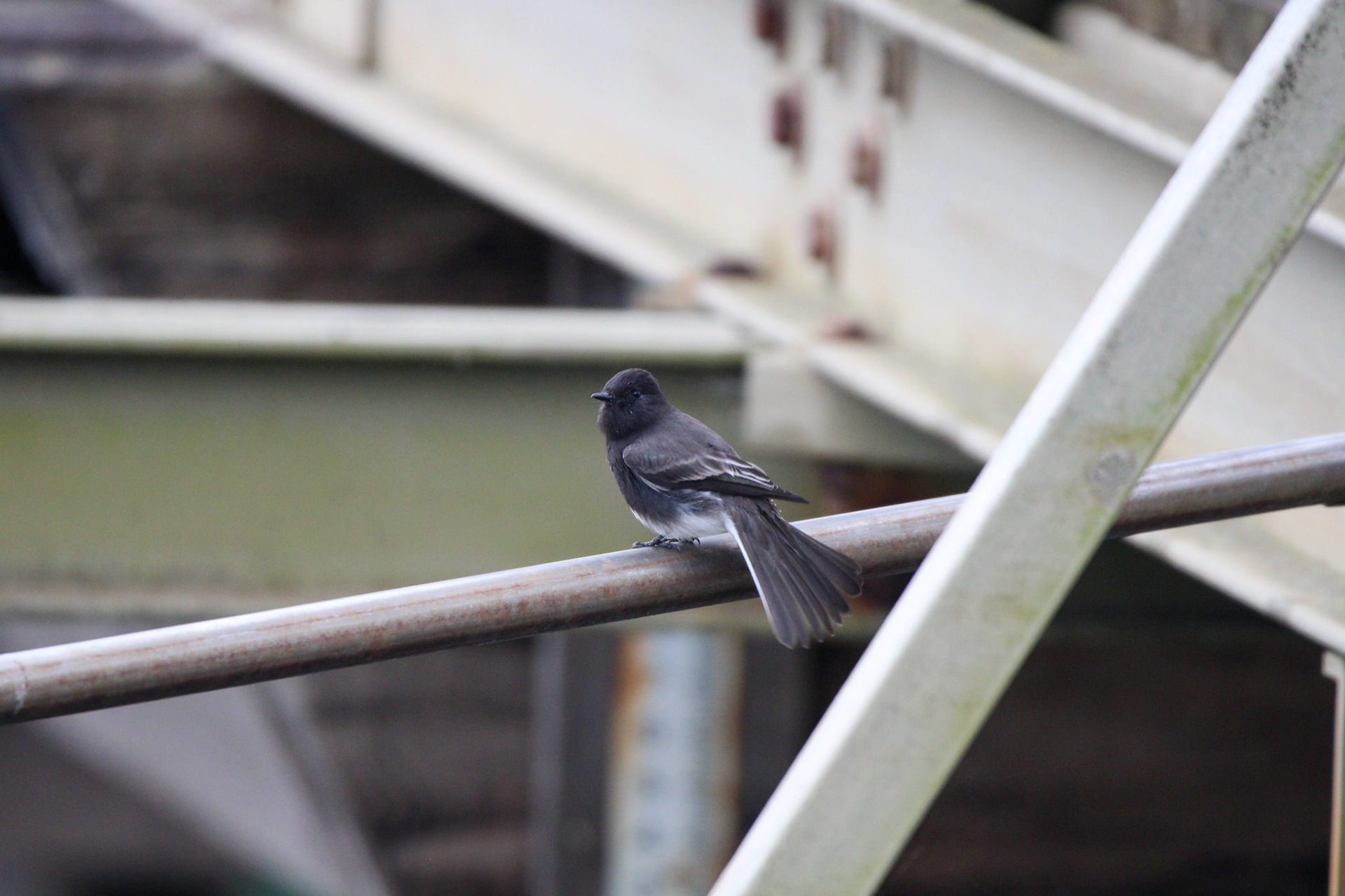 Black Phoebe - Rodeo Lagoon