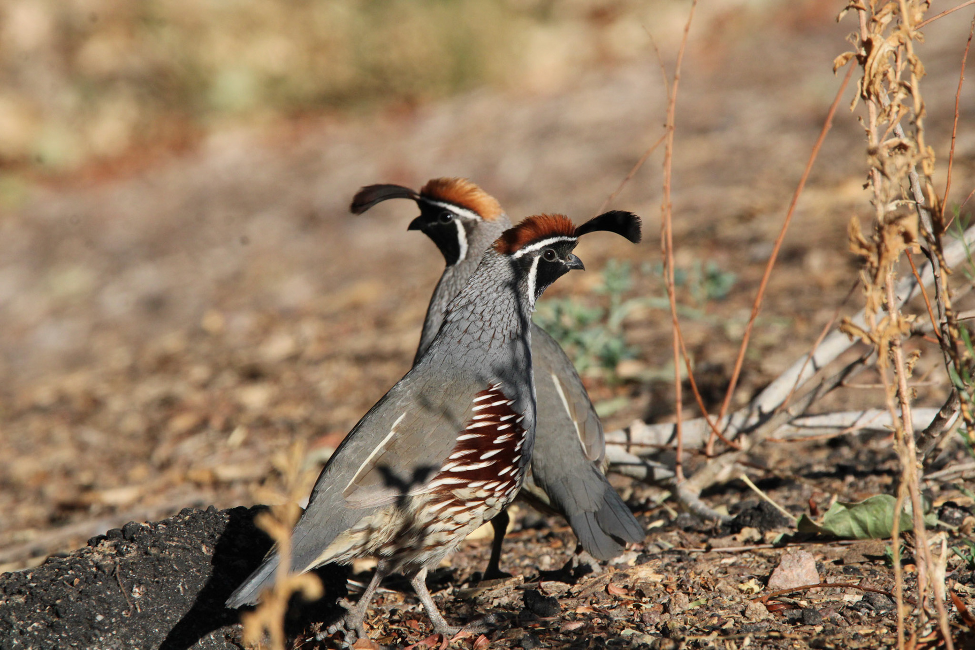 Gambel's Quail