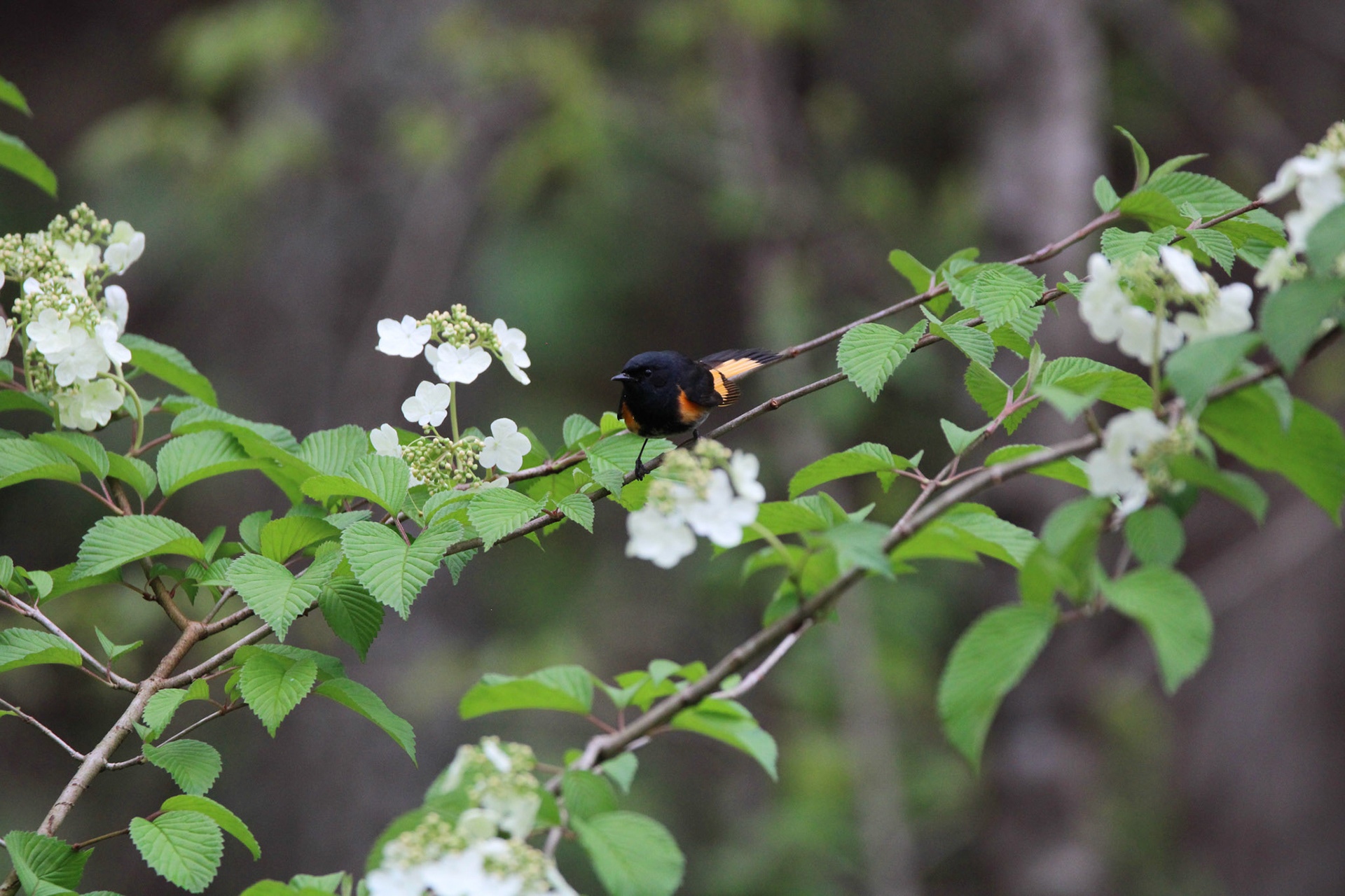 American Redstart