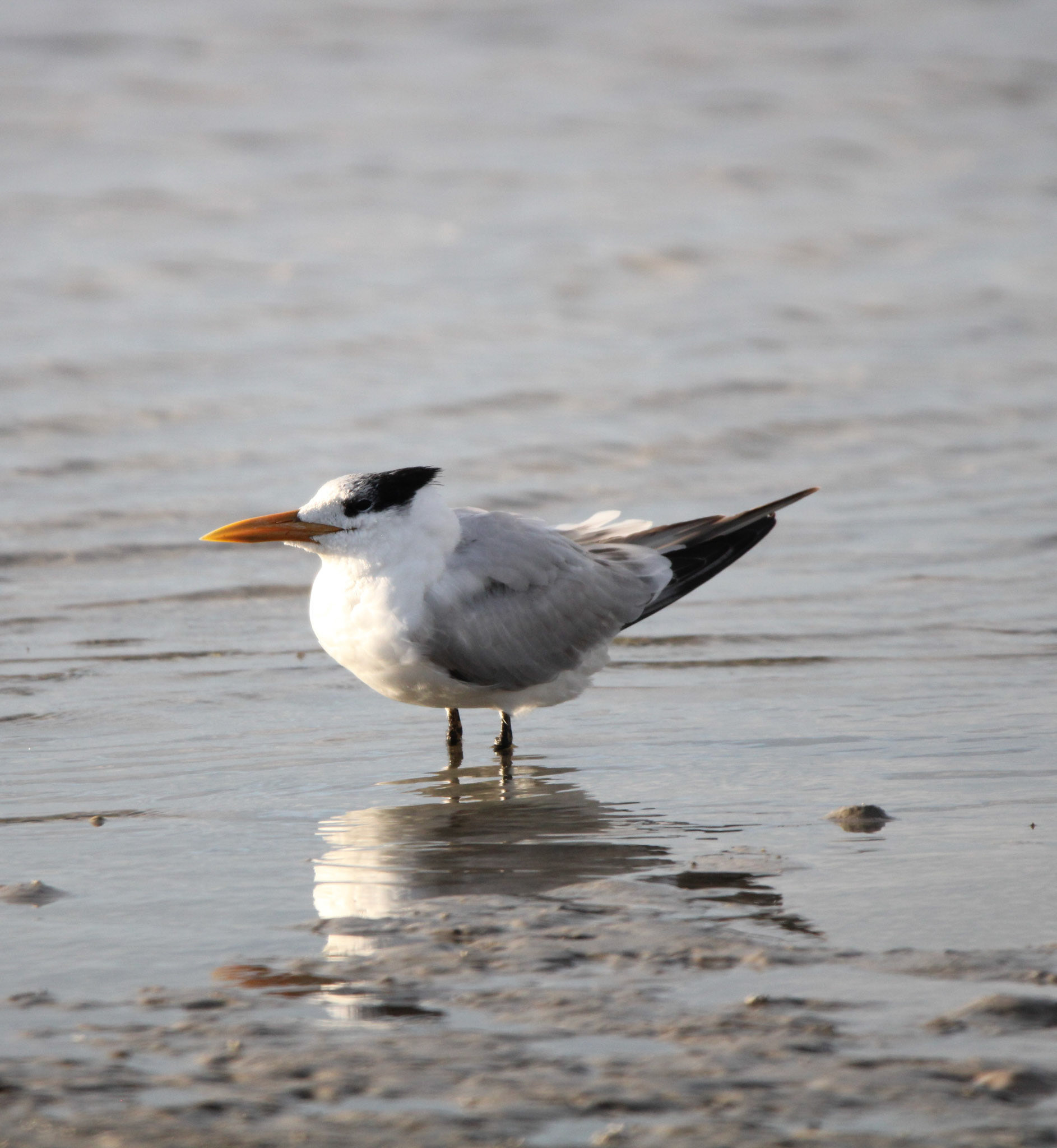 Royal Tern