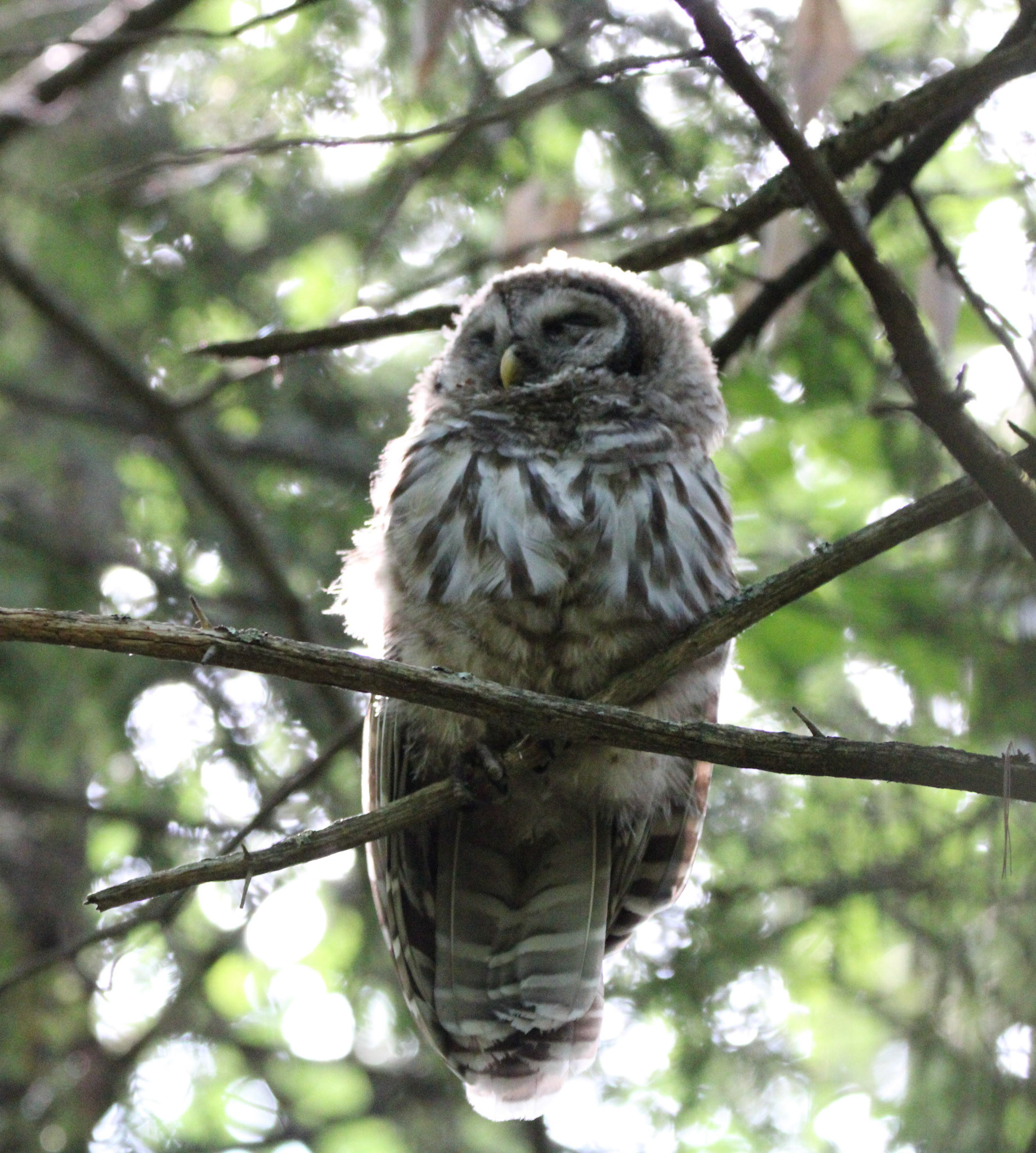 Barred Owl