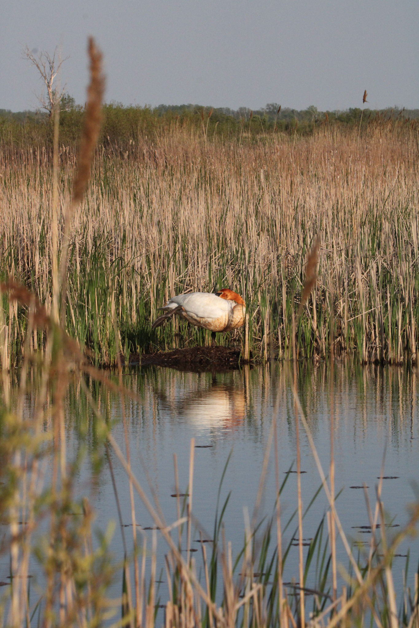 Trumpeter Swan