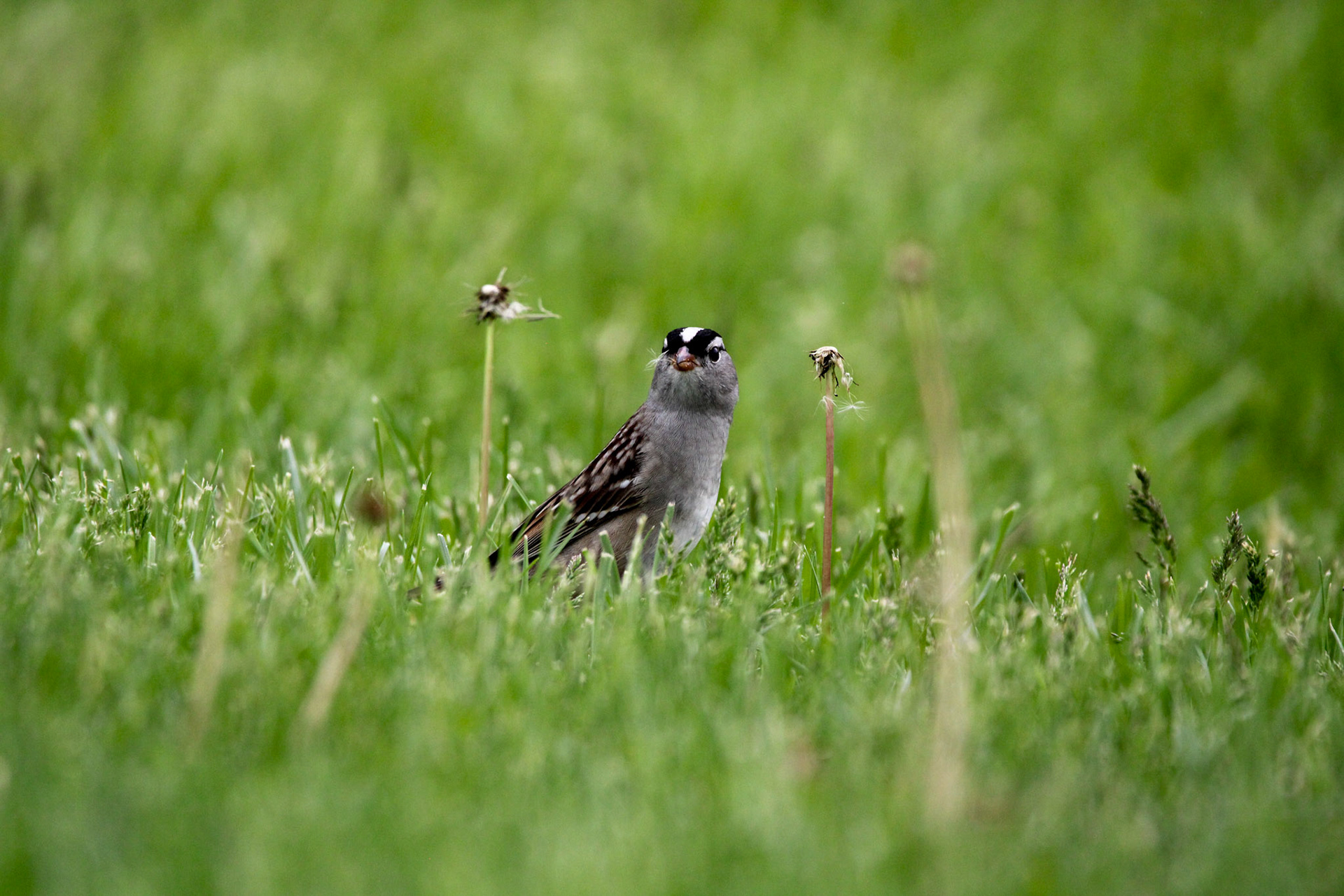 White-crowned Sparrow